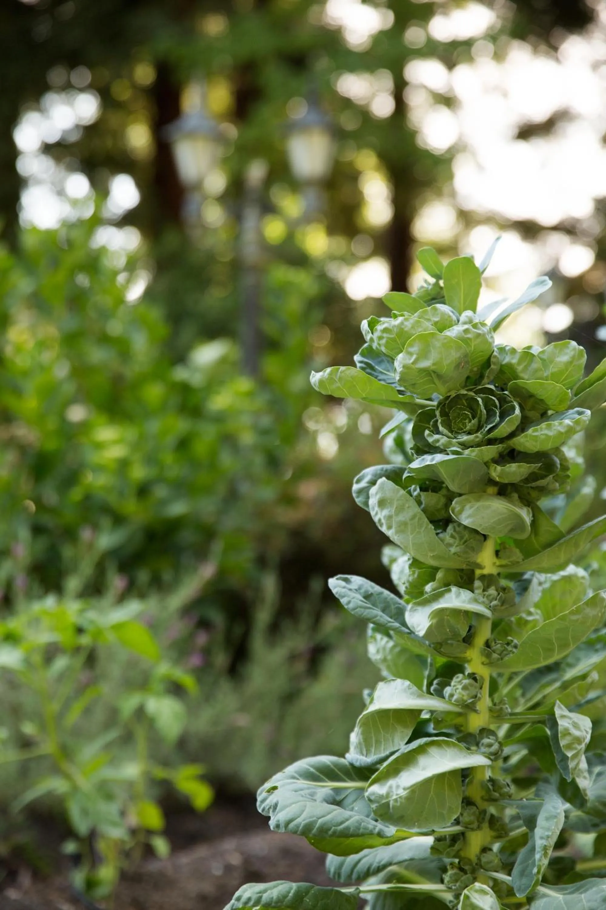 Garden in Harvest Inn
