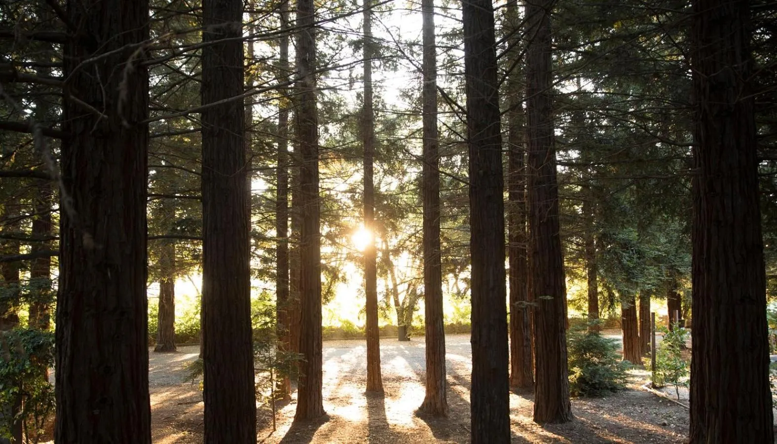 Natural landscape in Harvest Inn