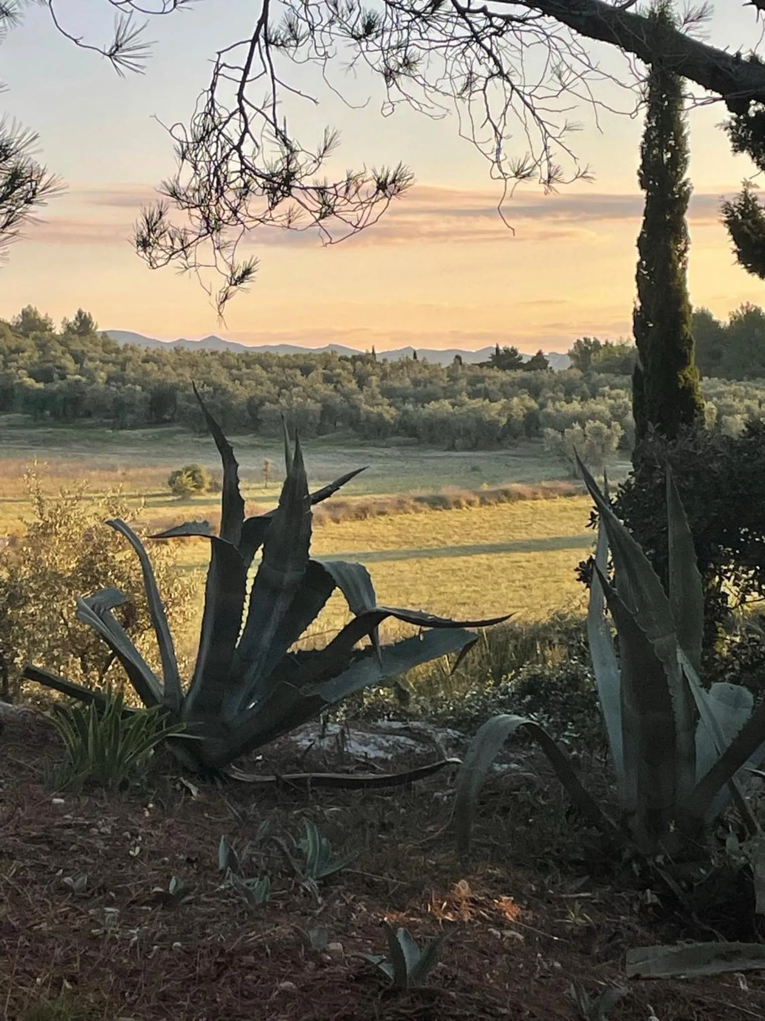Sunrise in Mas des Alpilles