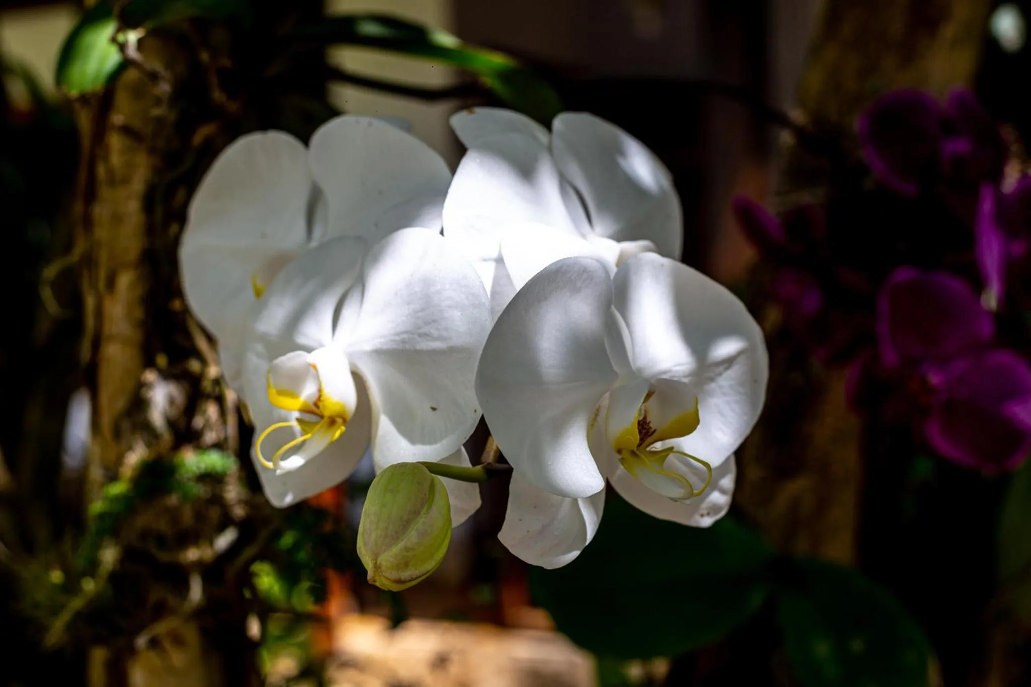 Garden in Casa de Violeta Pousada
