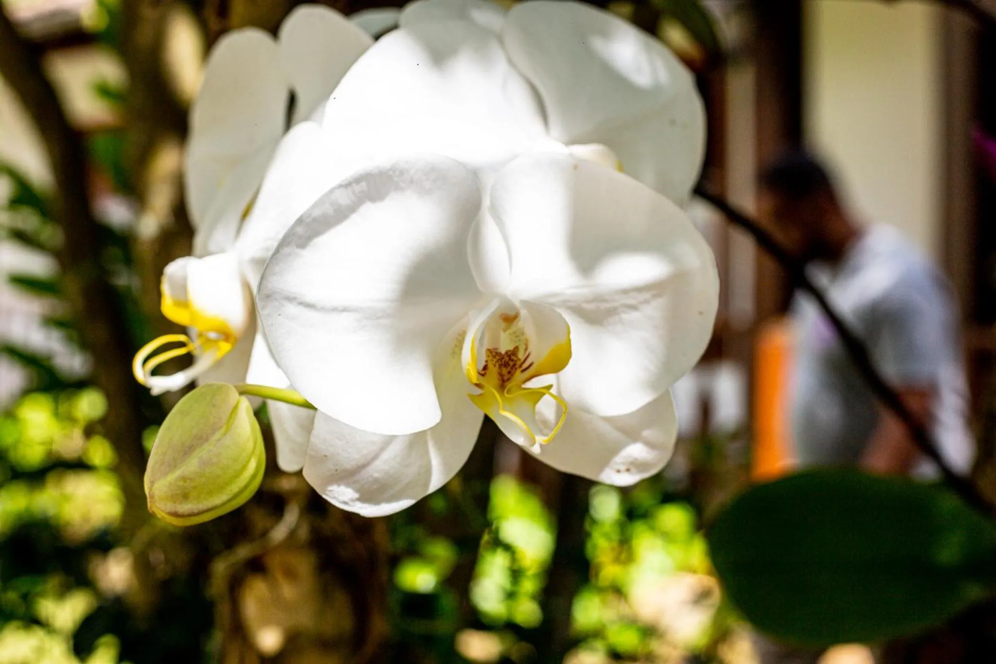 Garden in Casa de Violeta Pousada