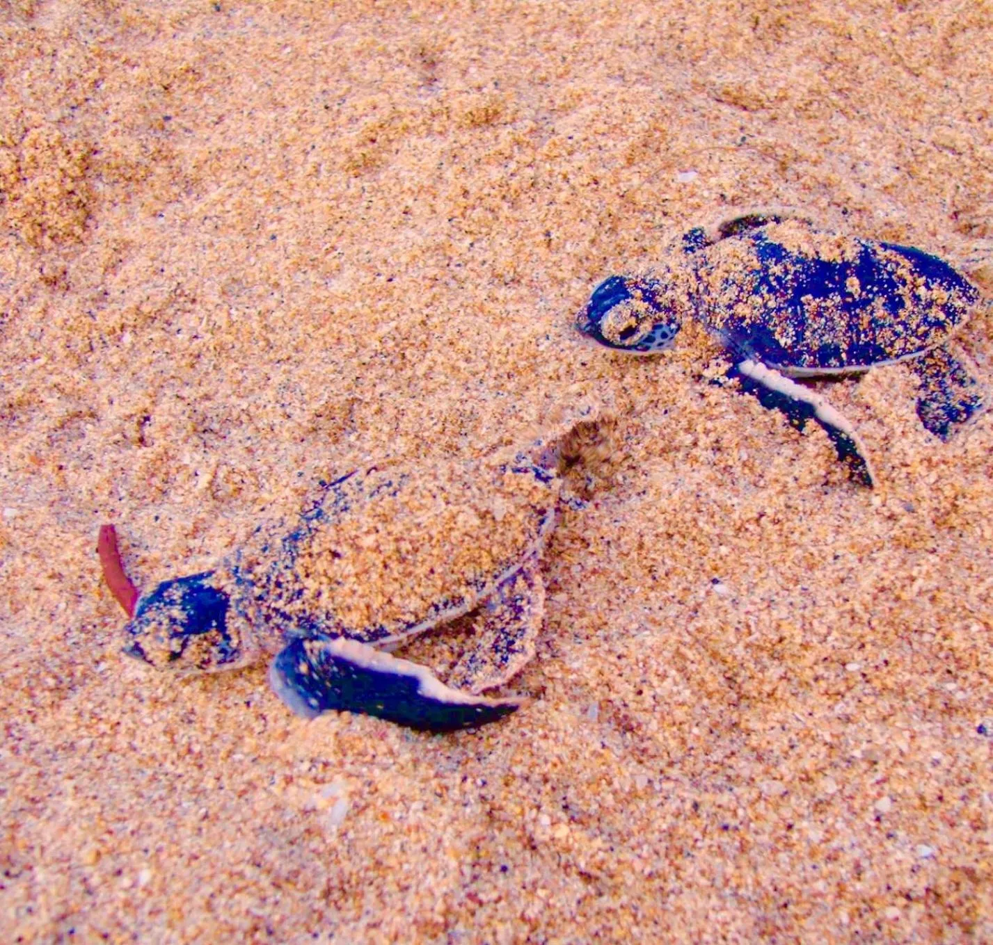 Fishing in Ashansa Lagoon Resort