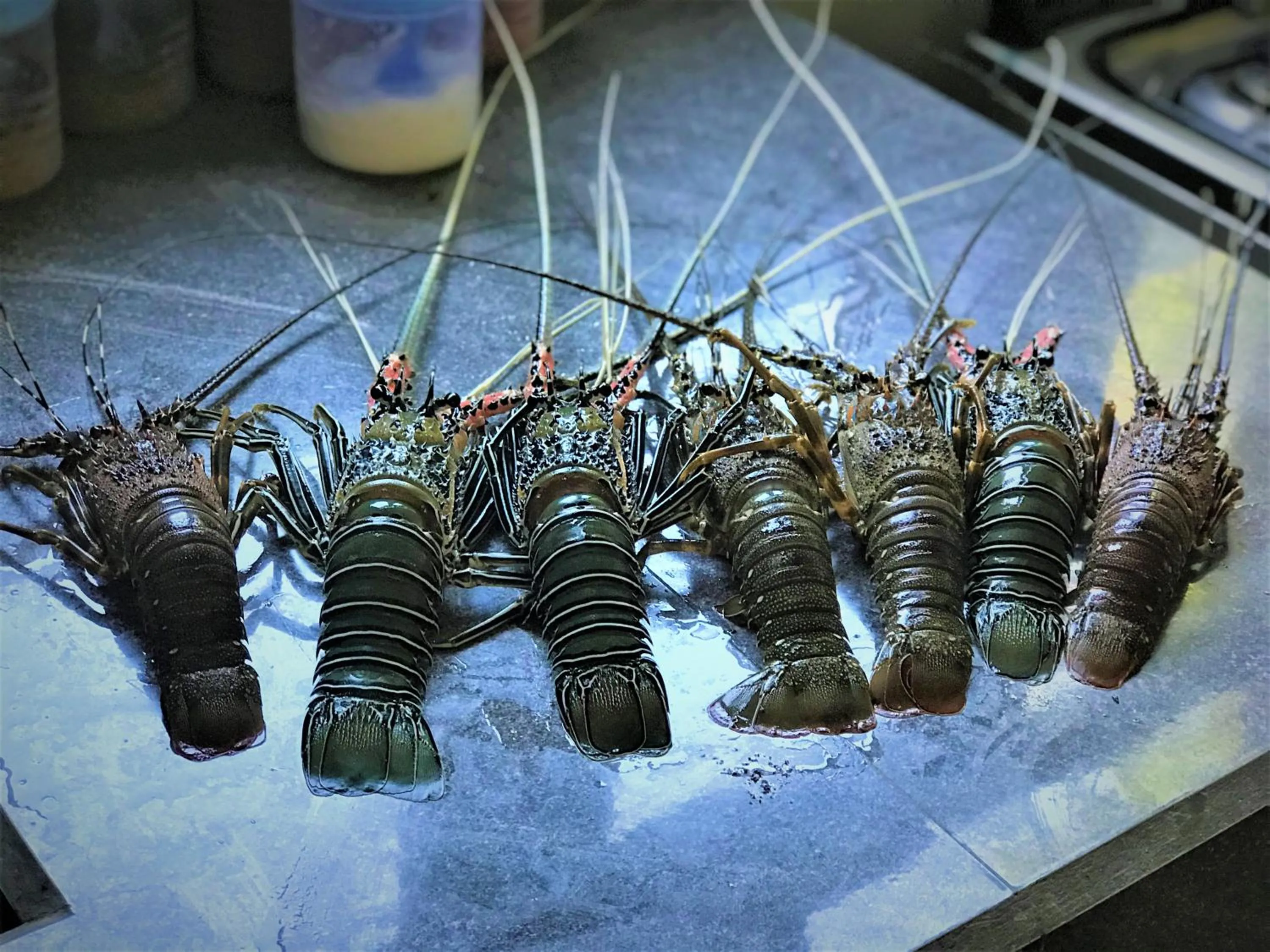 Lunch in Ashansa Lagoon Resort