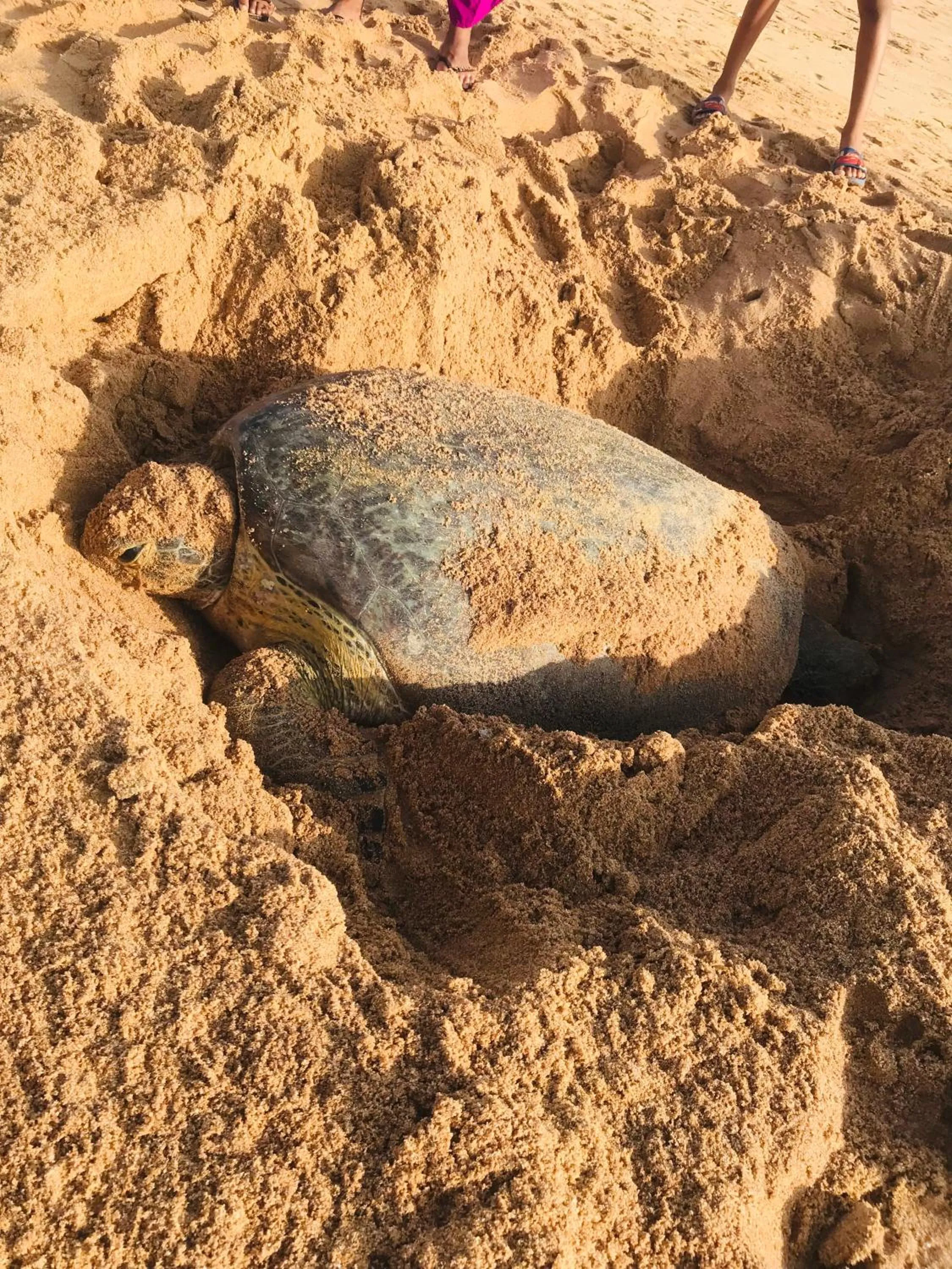 Ashansa Lagoon Resort