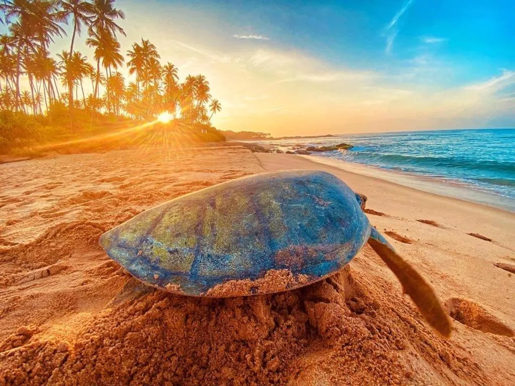 Ashansa Lagoon Resort