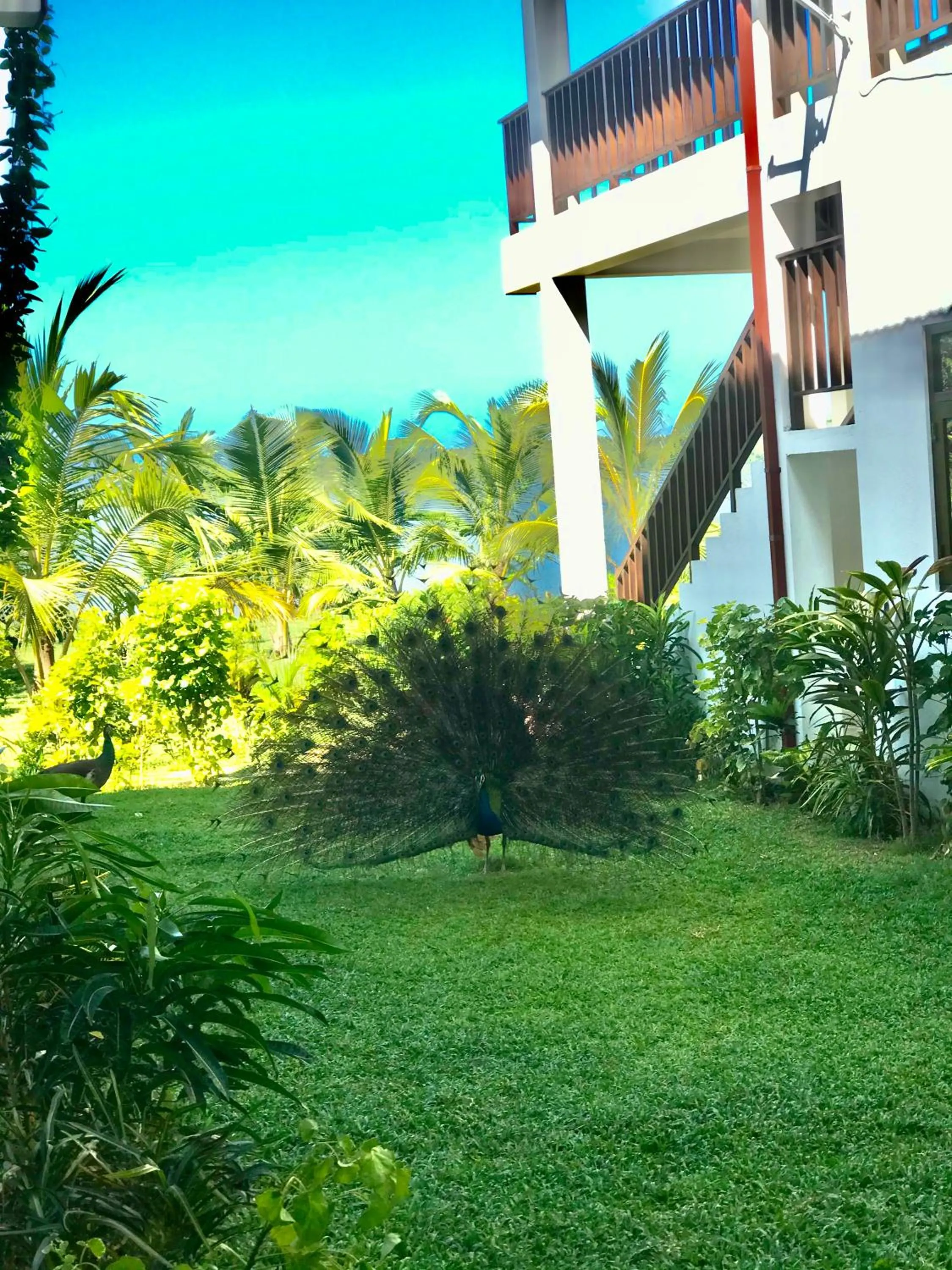 Ashansa Lagoon Resort