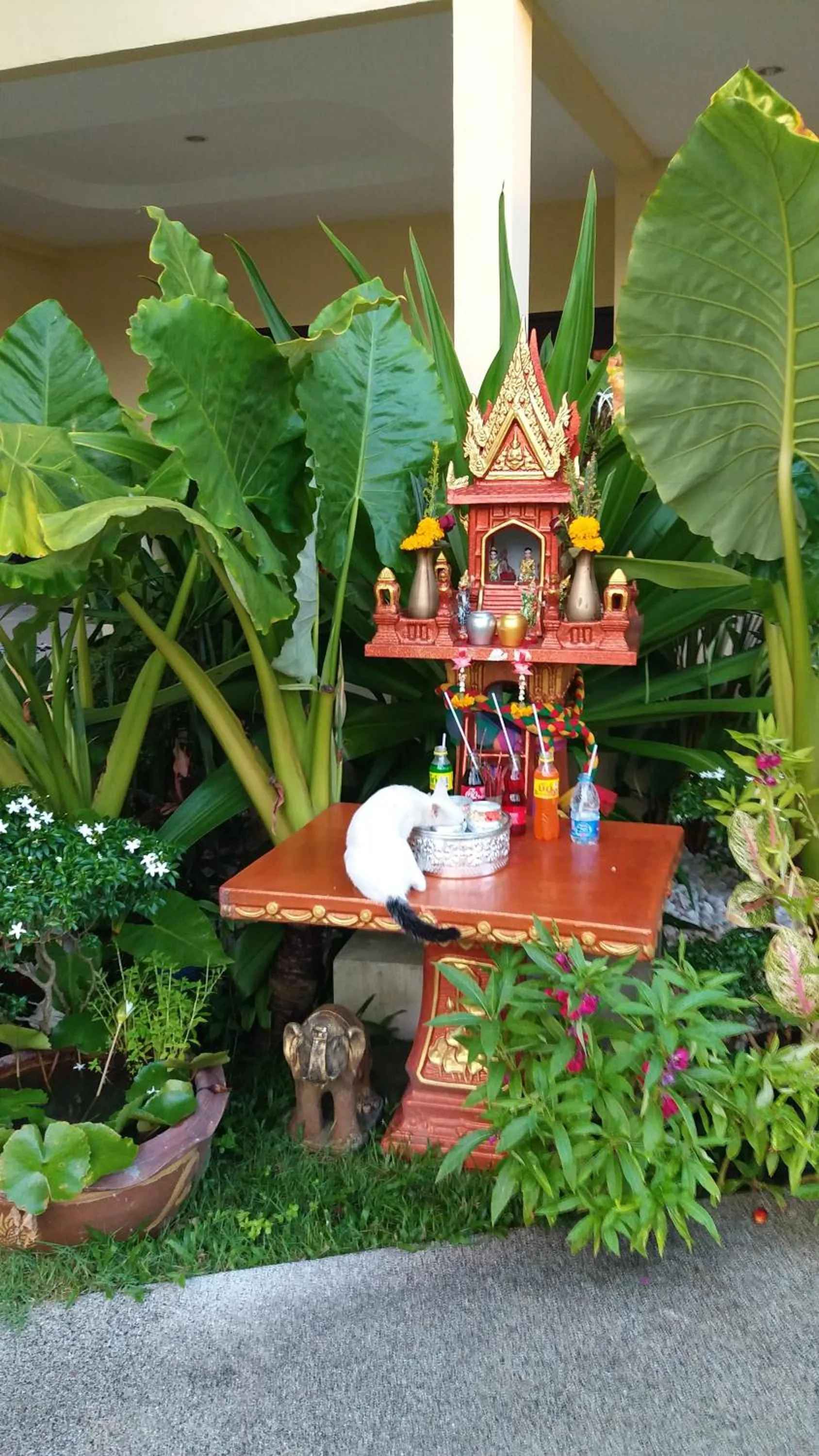 Garden in Austrian Garden Hotel & Restaurant Patong