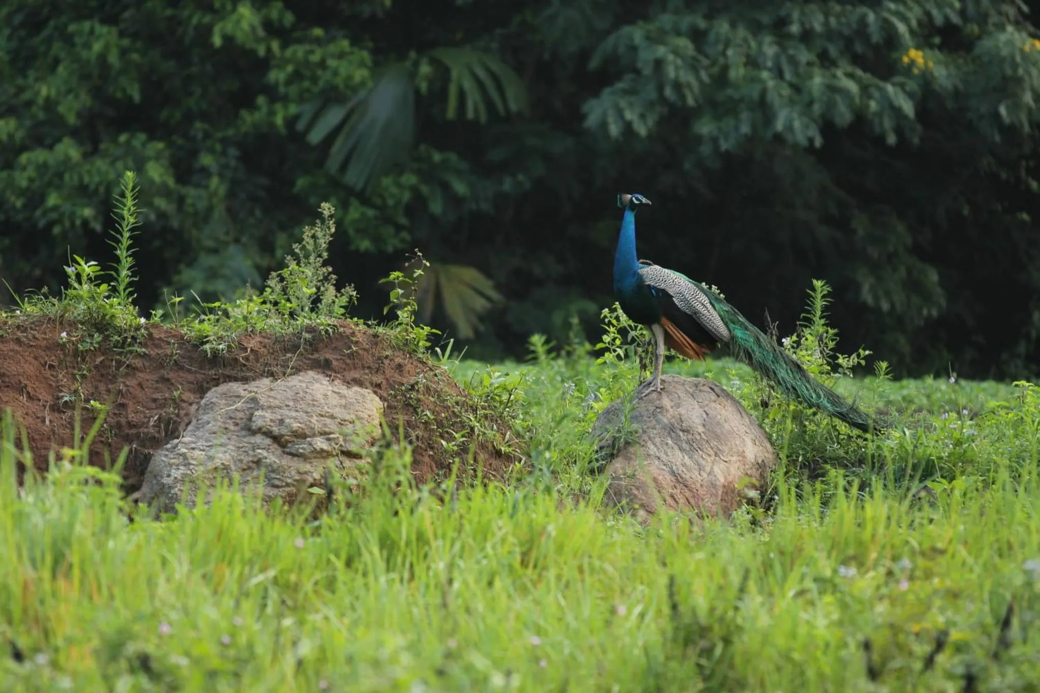 Natural landscape in Ella Jungle Resort
