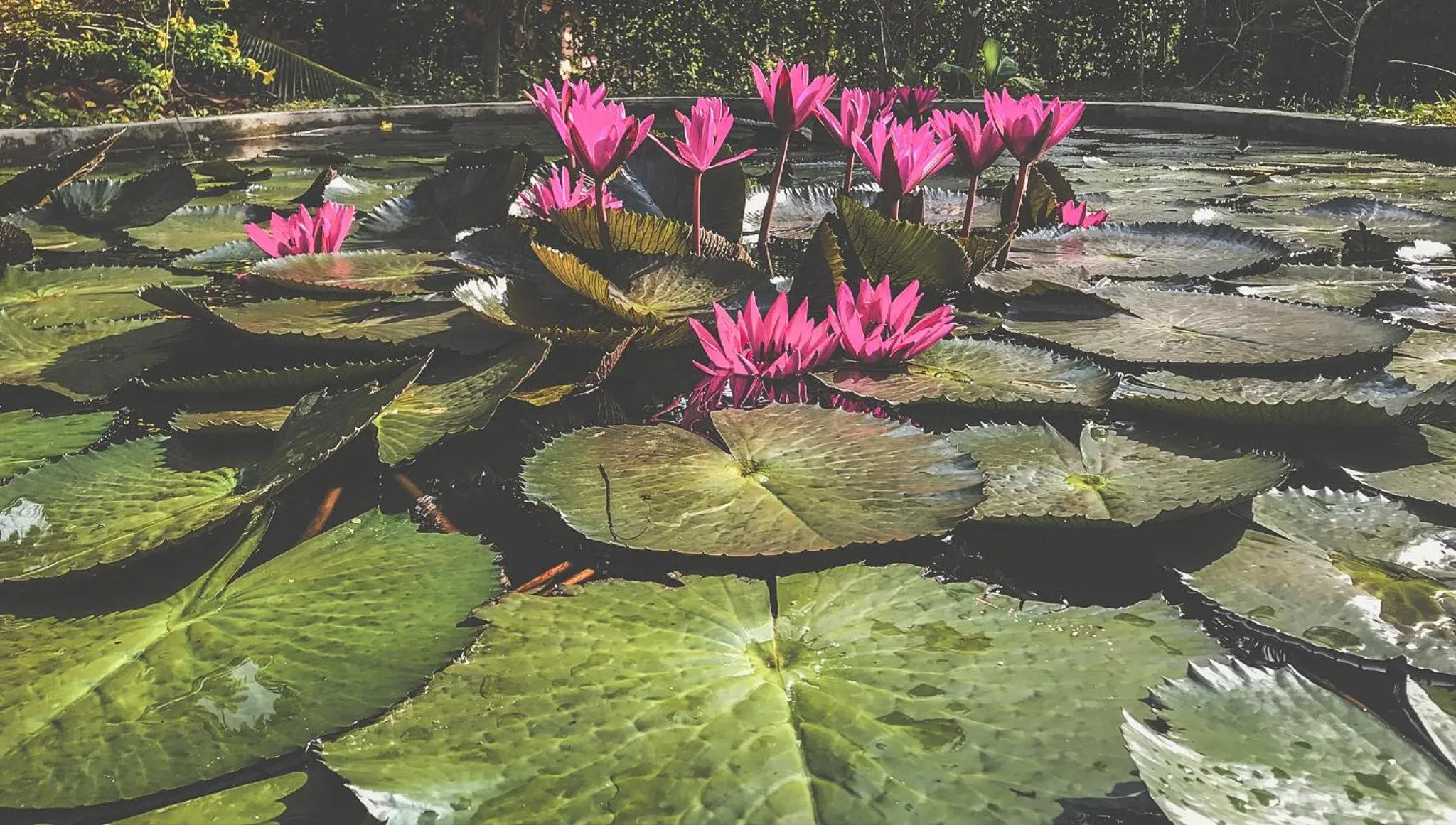 Garden in Sigiri Choona Lodge 'unique sunrise viewpoint'