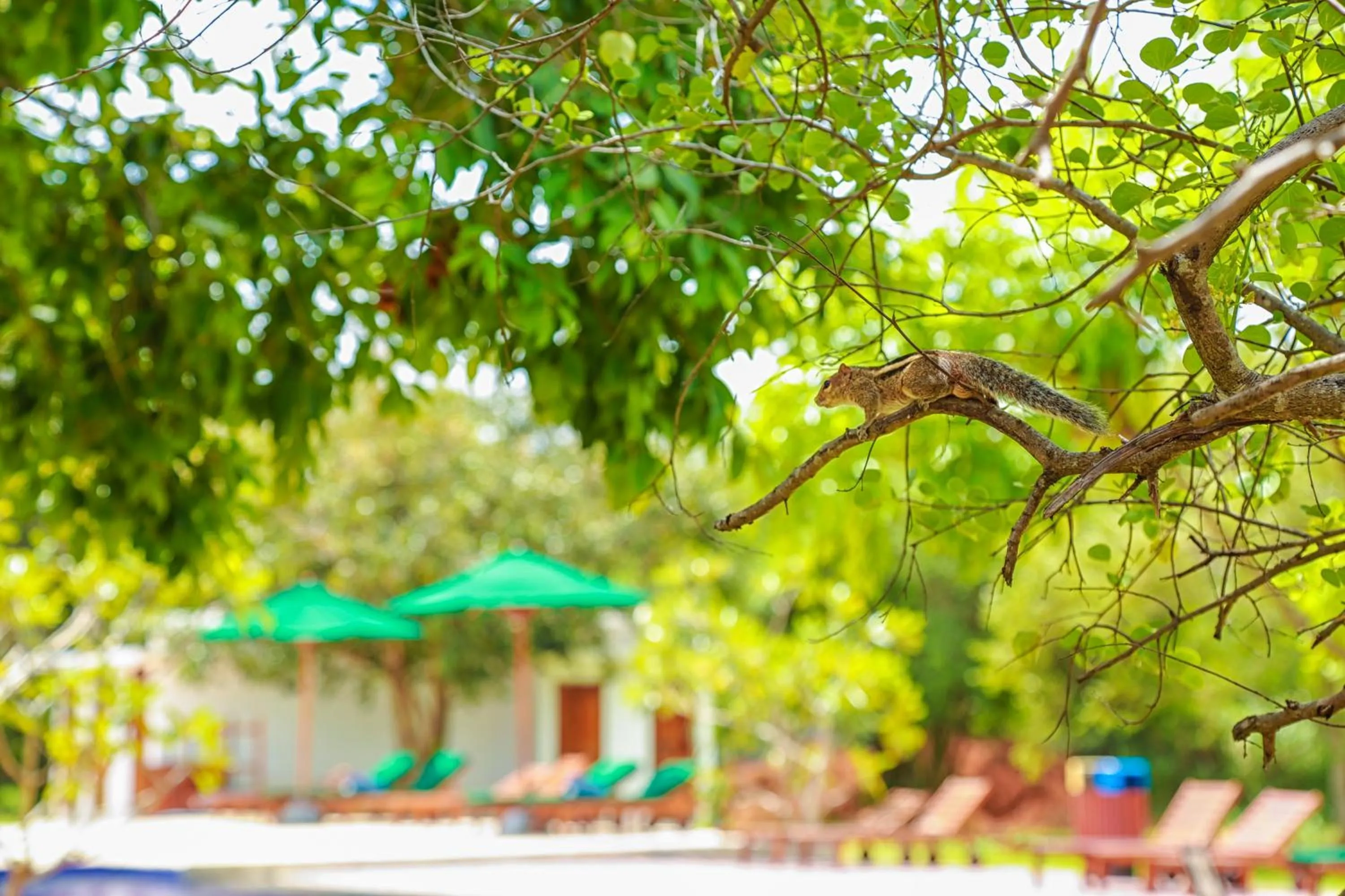 Swimming pool in Oak Ray Elephant Lake