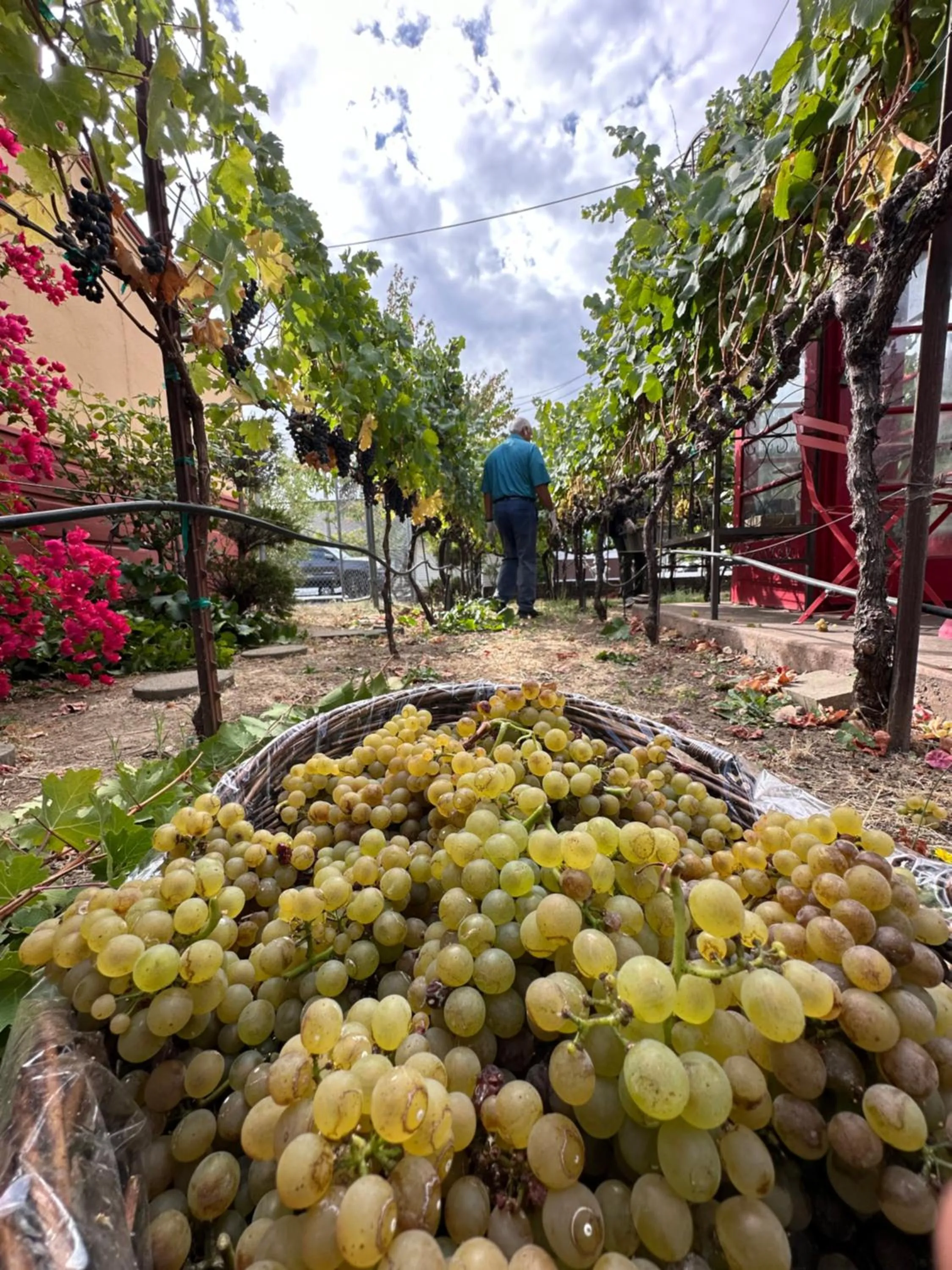 Garden in Chardonnay Lodge