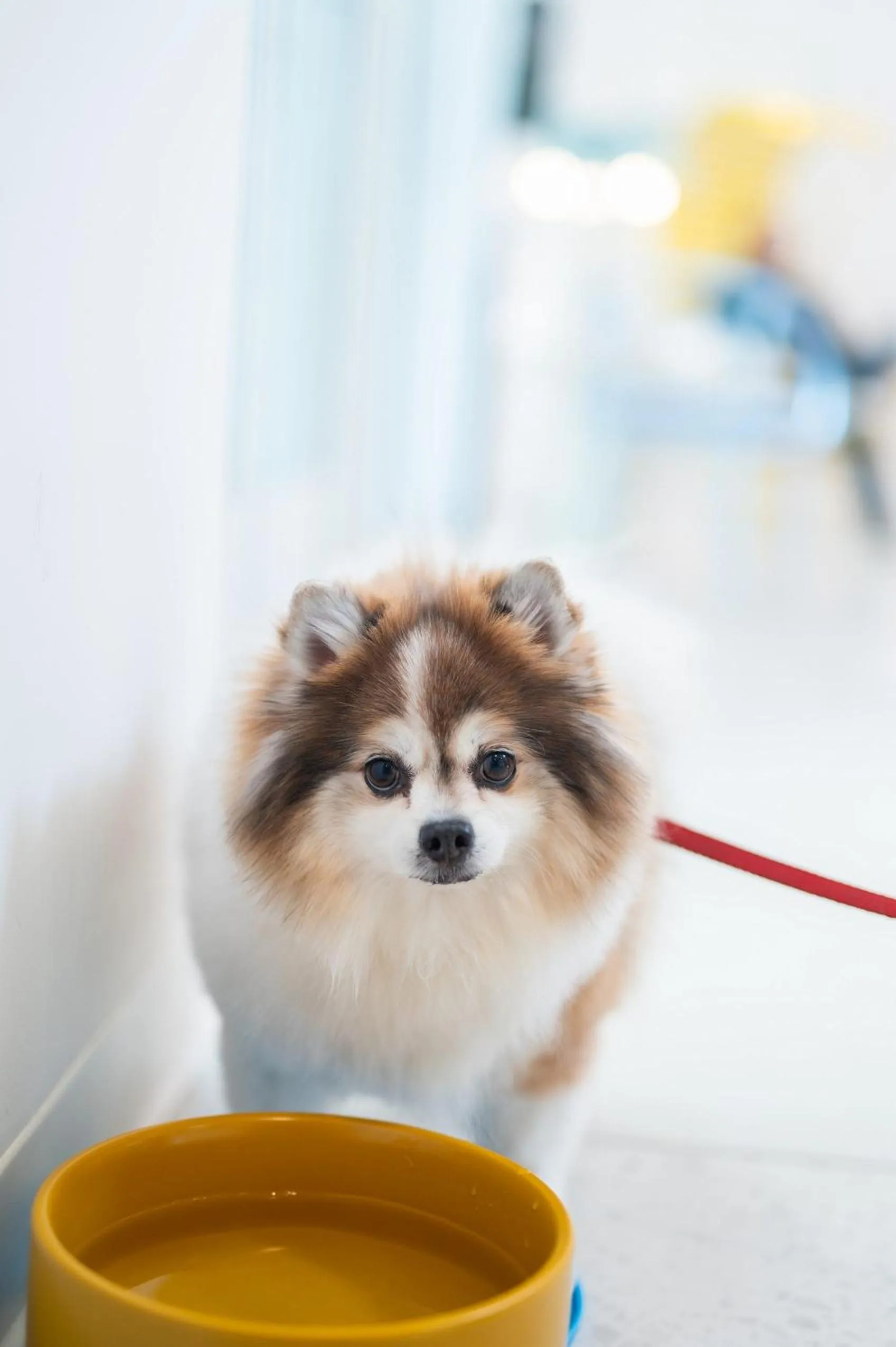 Pets in Wild Palms, a JdV by Hyatt Hotel