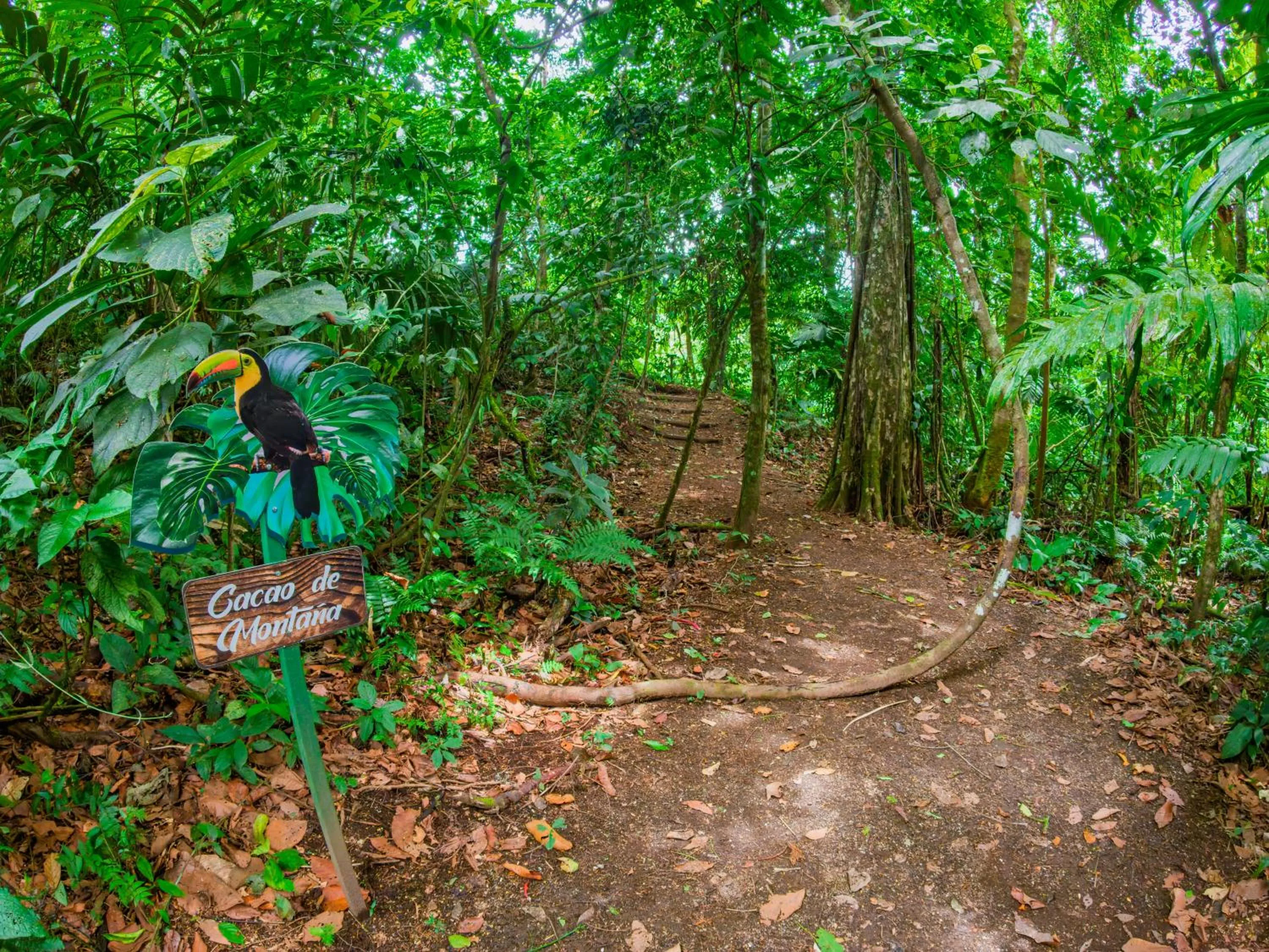 Natural landscape in Lost Iguana Resort and Spa