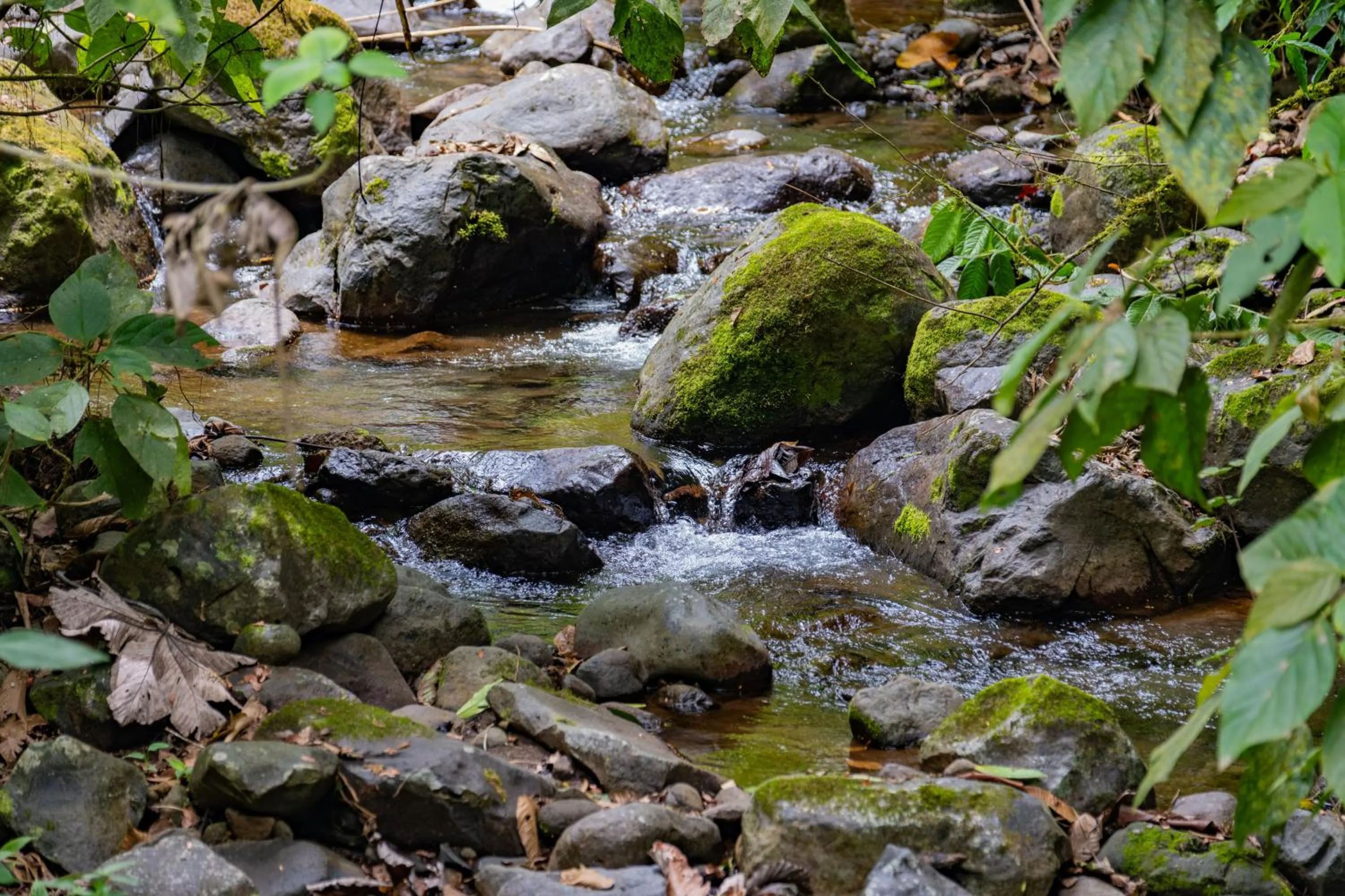 Natural landscape in Lost Iguana Resort and Spa
