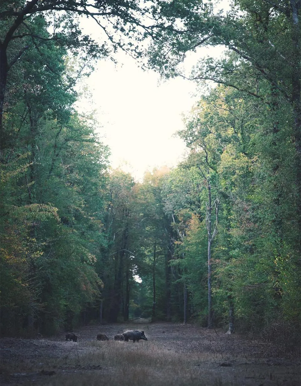 Natural landscape in Loire Valley Lodges - Hotel