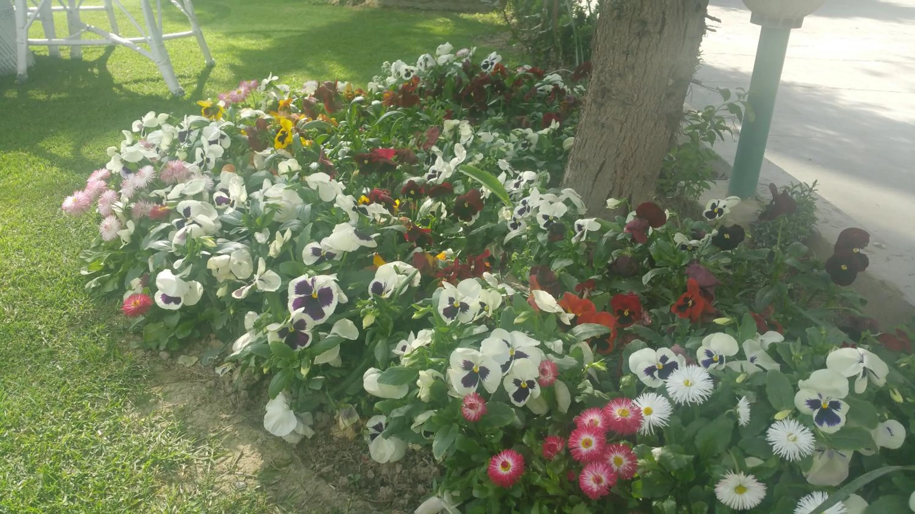 Garden view in Hotel Mirage