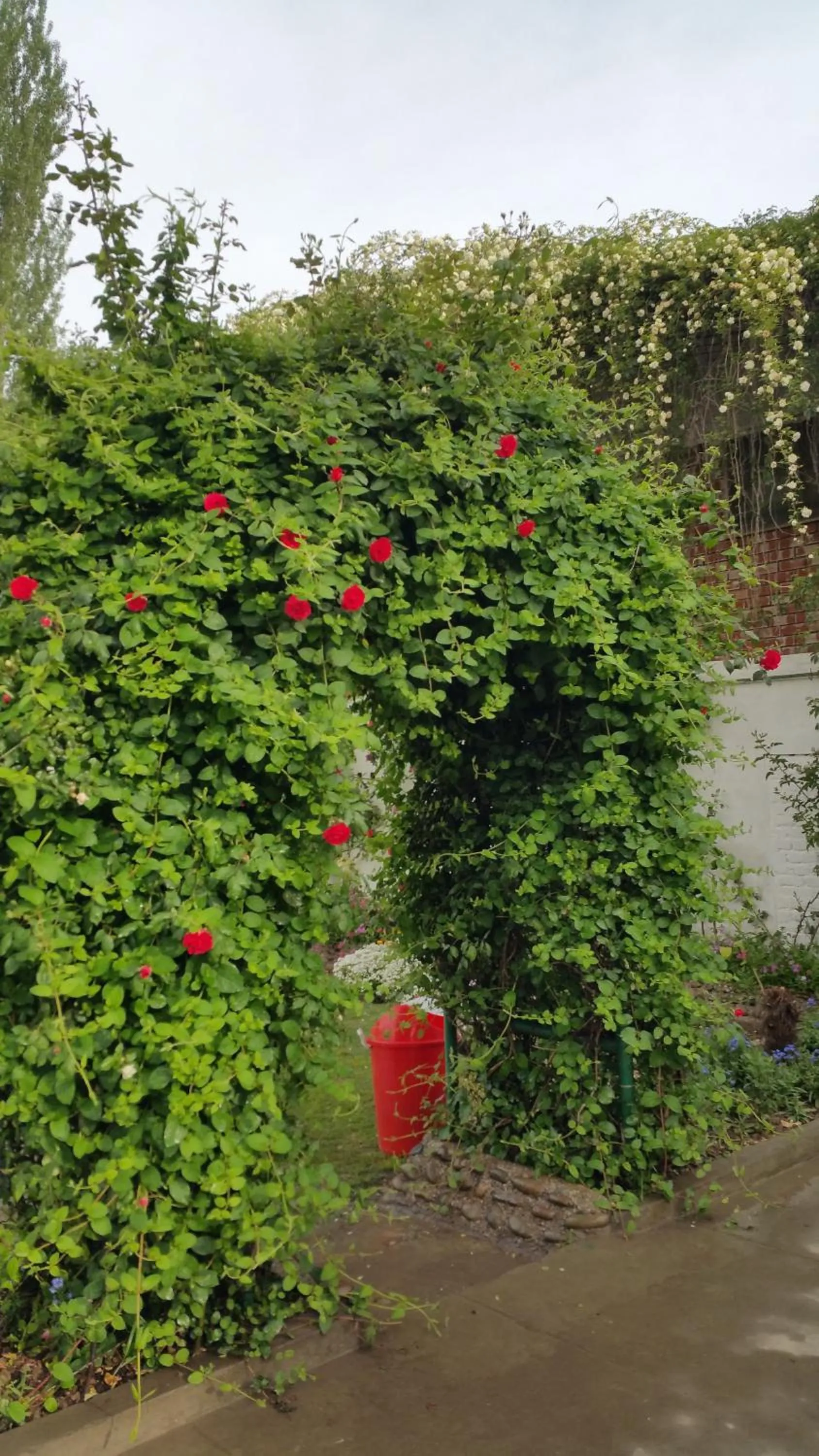 Garden in Hotel Mirage