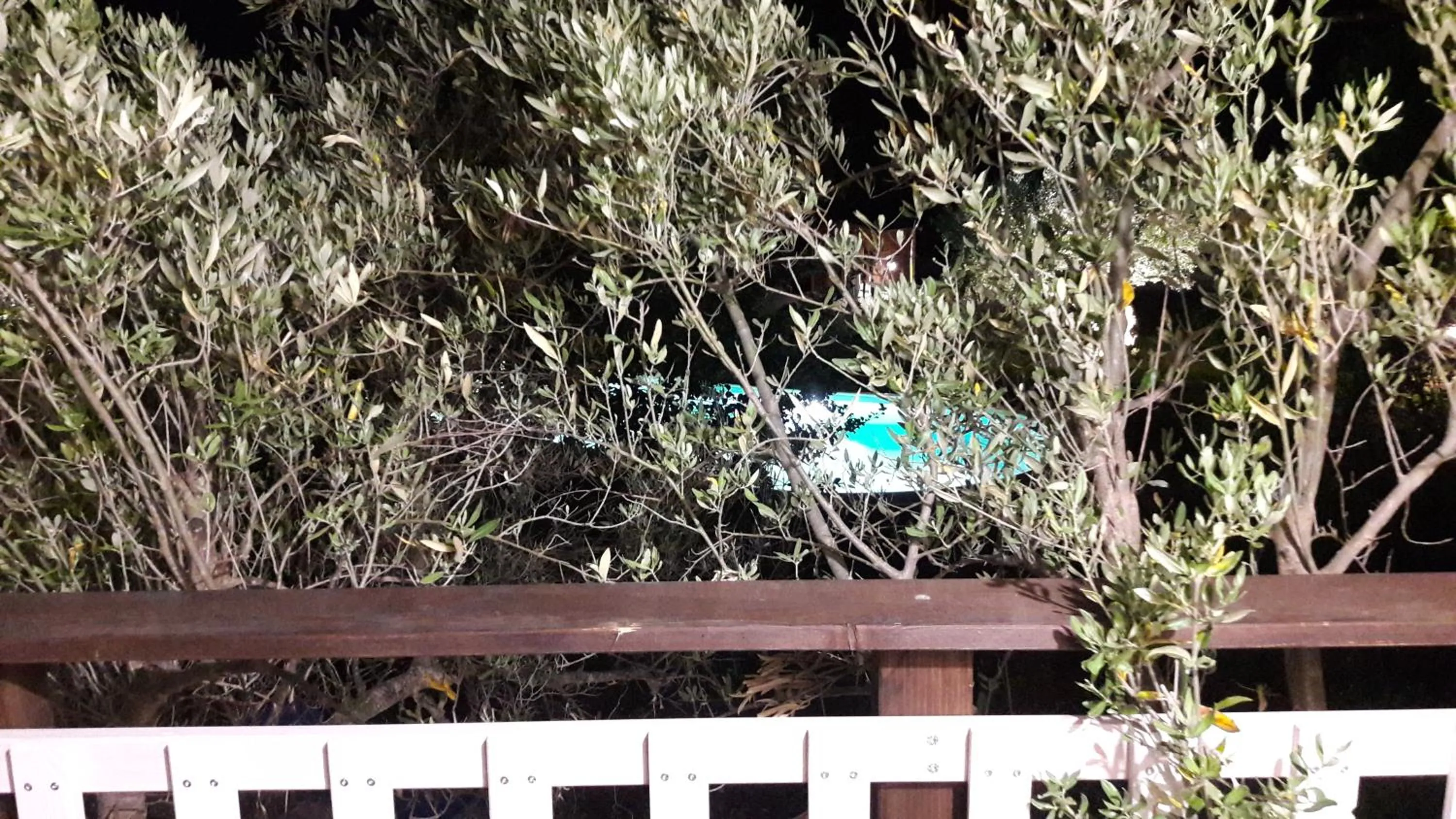 Palazzo Conforti Tree House Resort