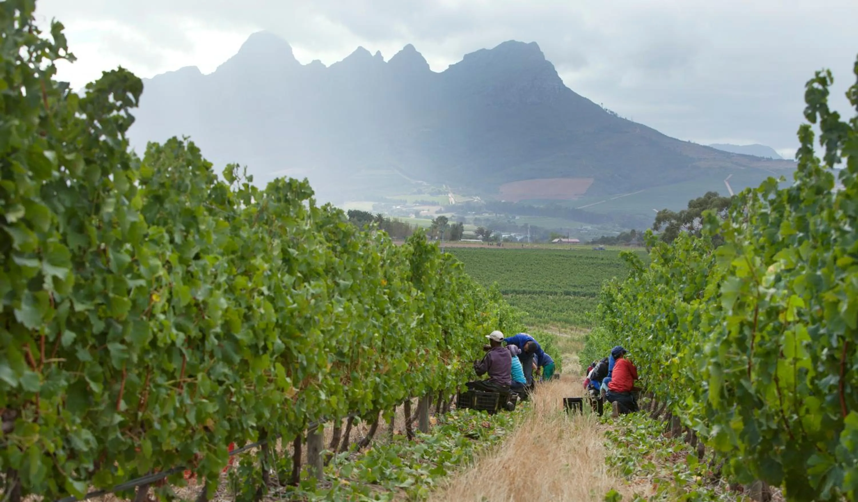 Spring in Klein Welmoed Luxury Guest House