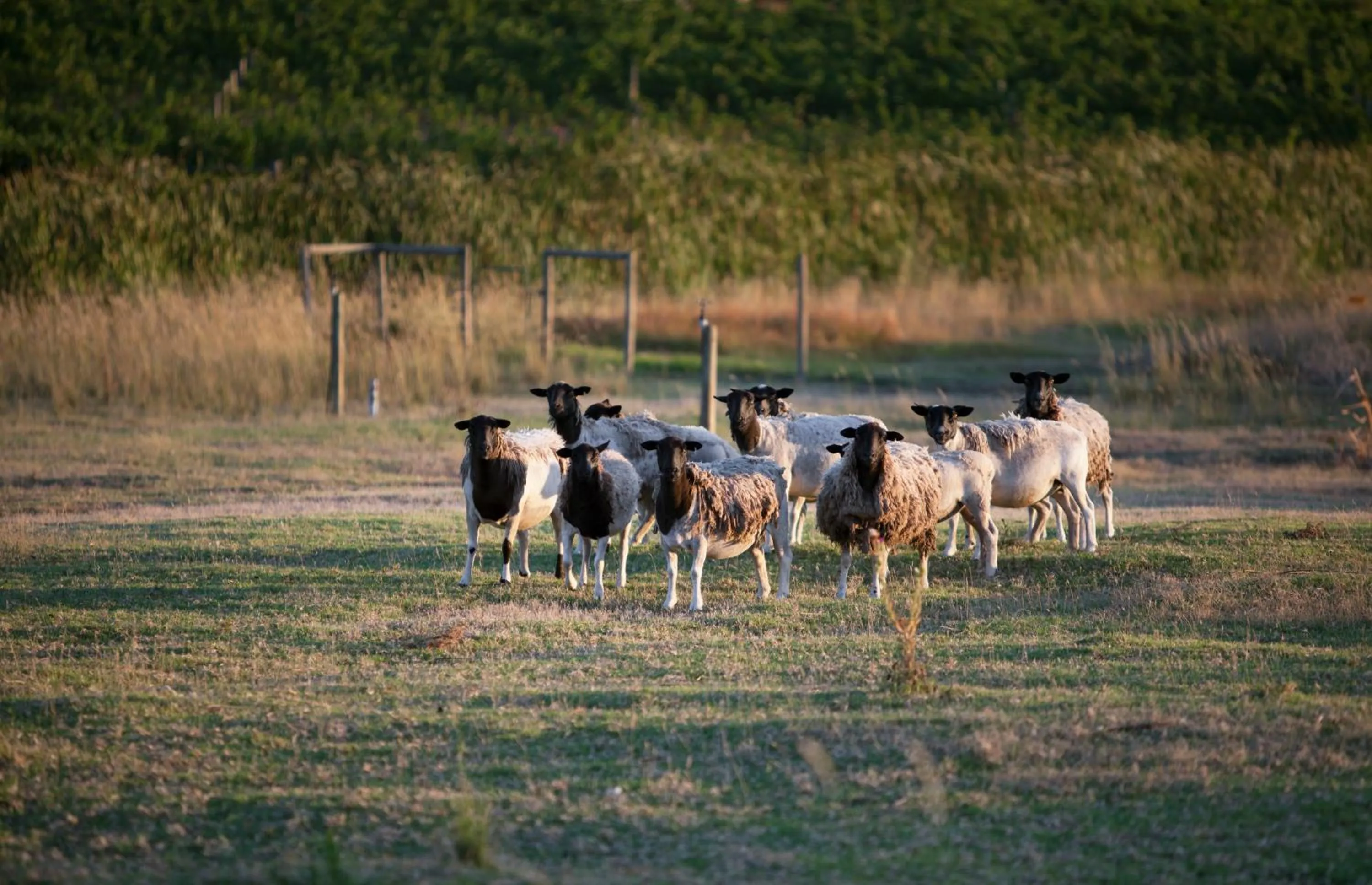Natural landscape in Klein Welmoed Luxury Guest House