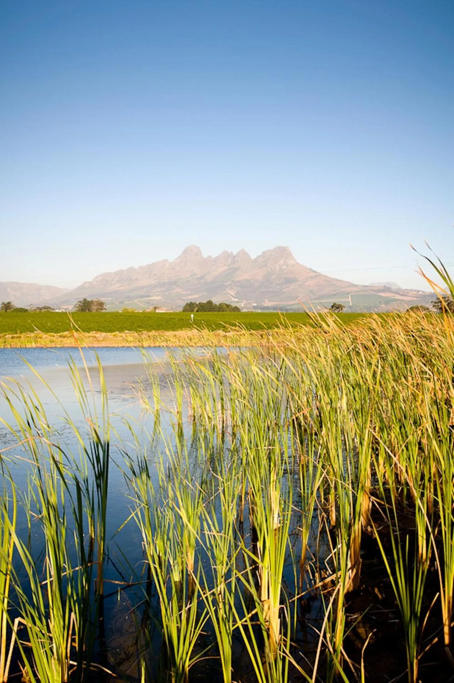 Natural landscape in Klein Welmoed Luxury Guest House