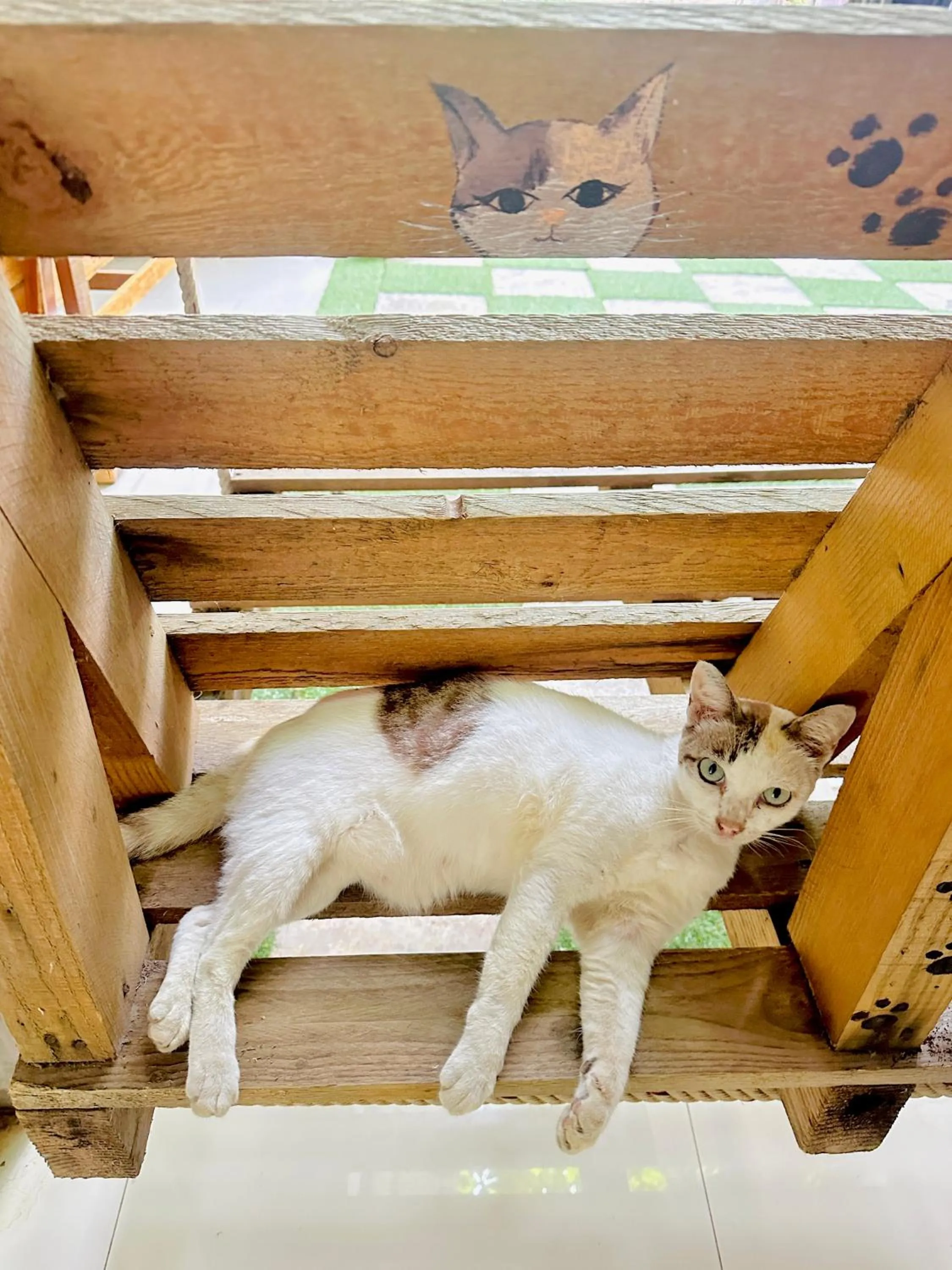 Pets in Live In Leaf Koh Tao