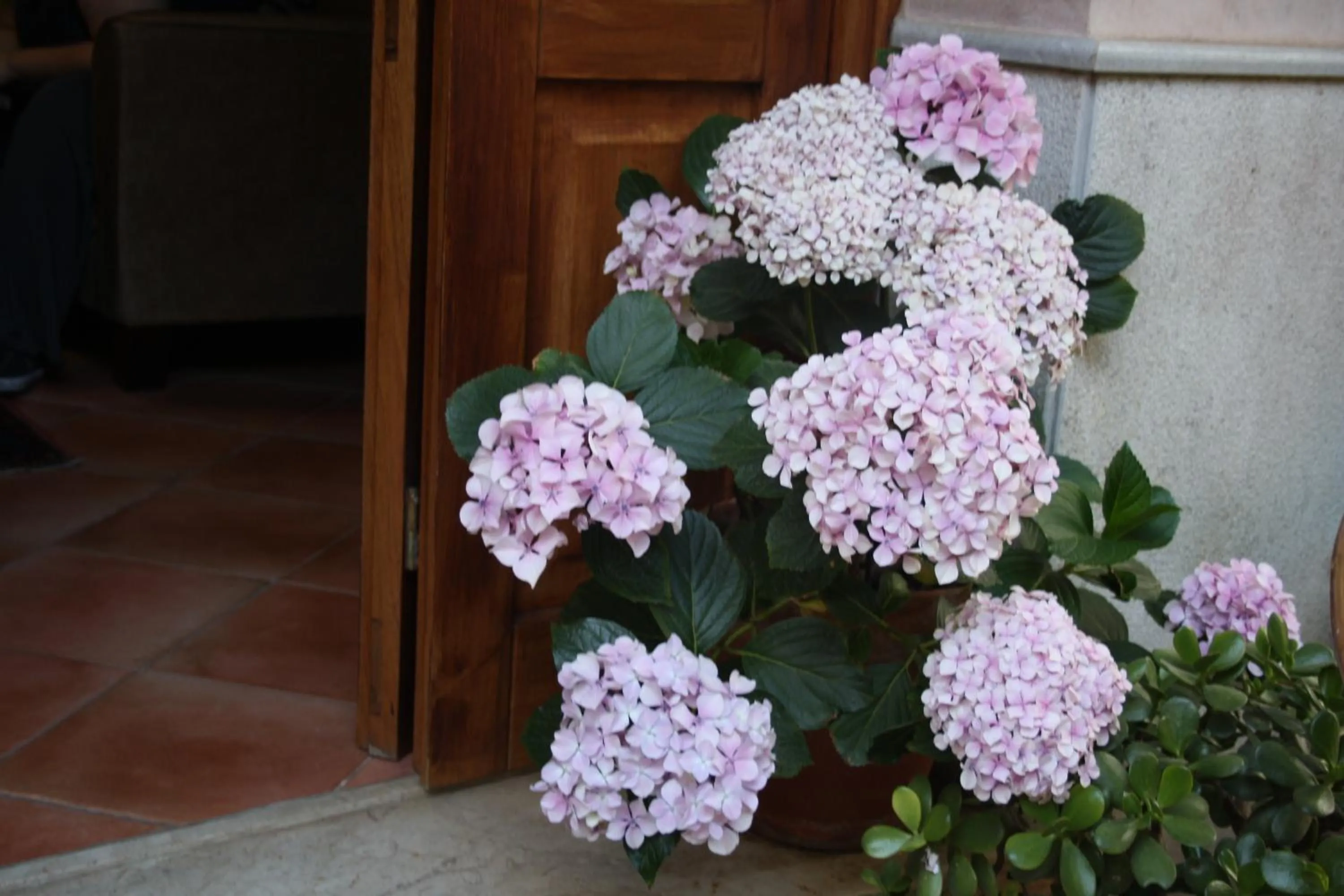 Garden in Hotel Edelweiss
