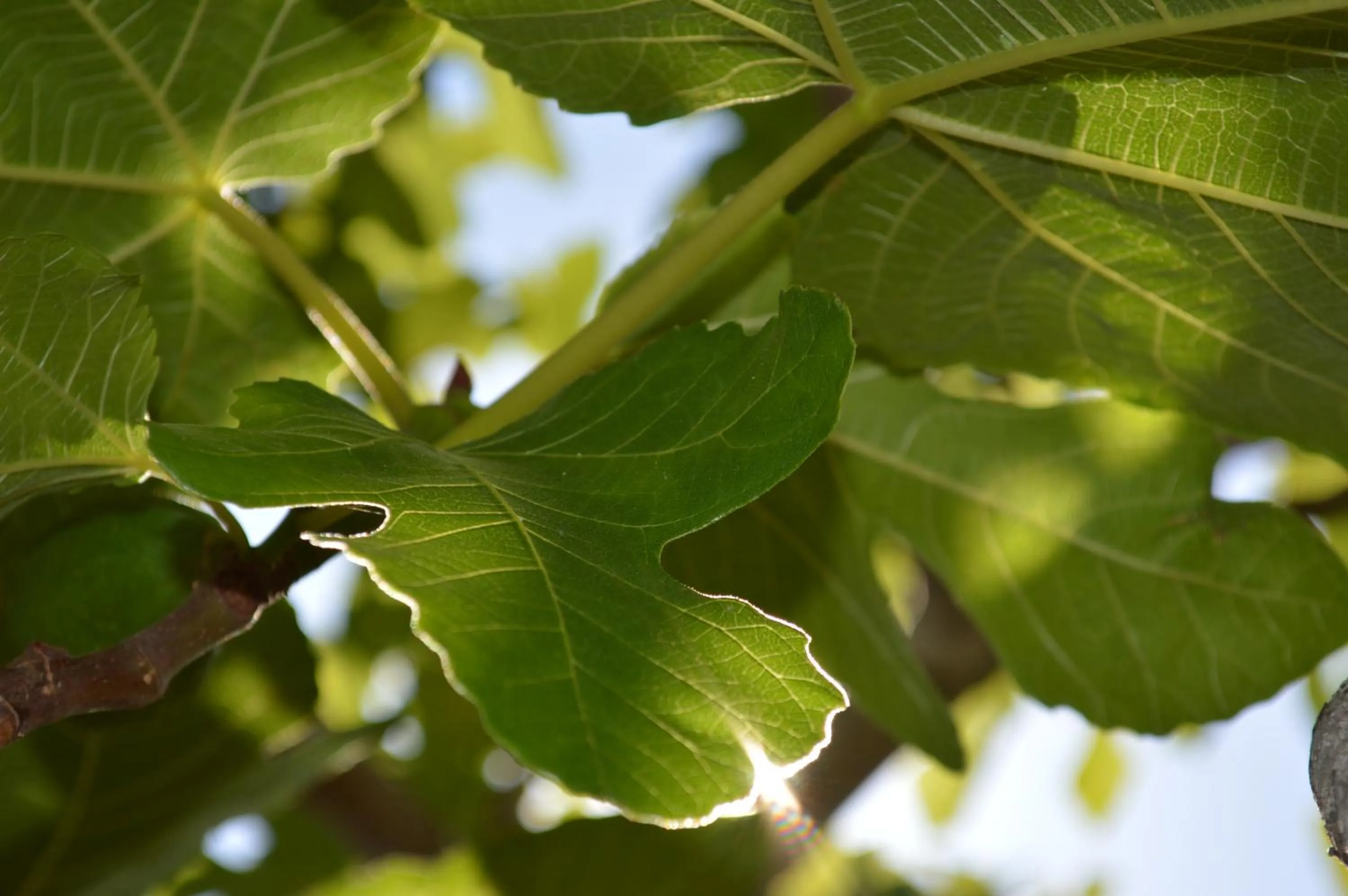 Garden in Résidence Saint Michel