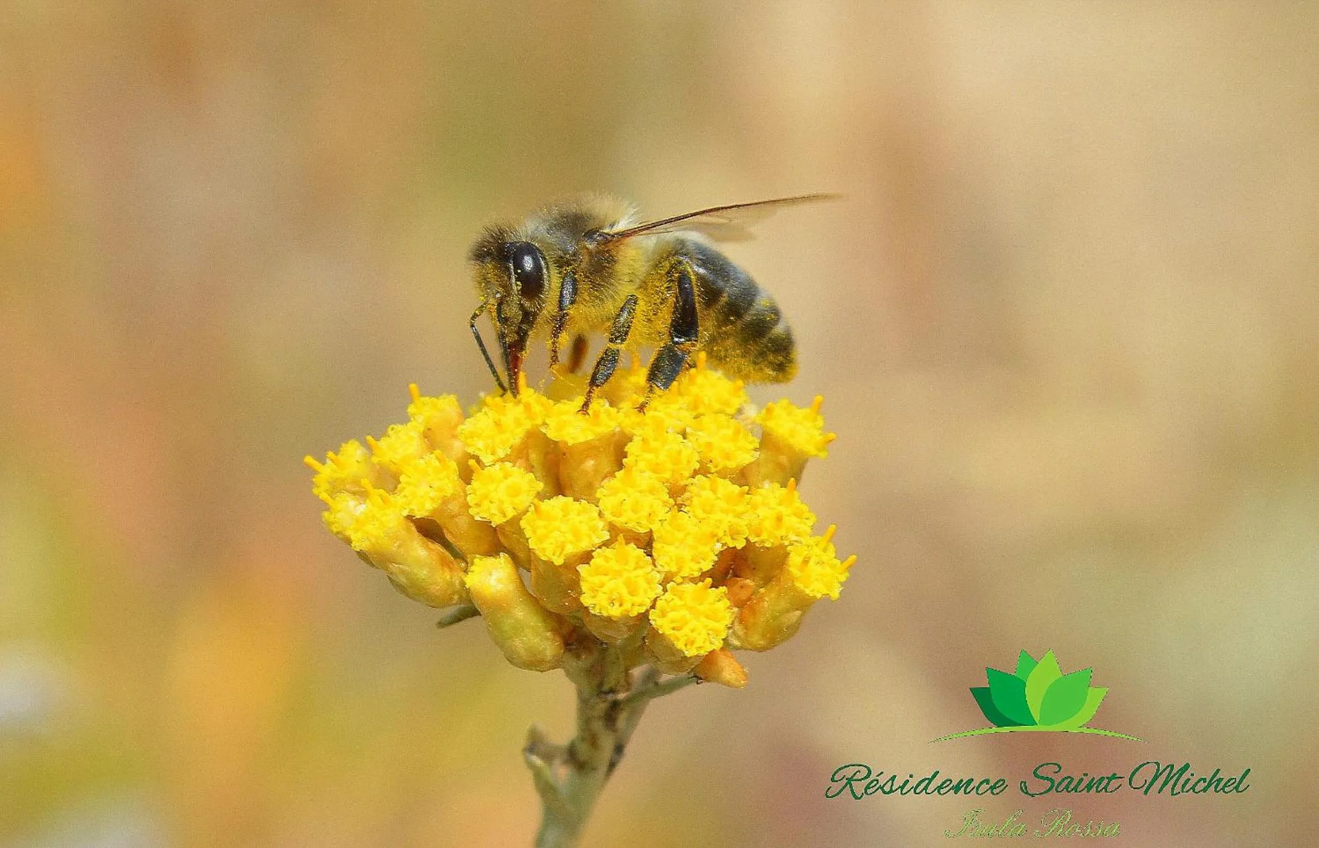 Garden in Résidence Saint Michel