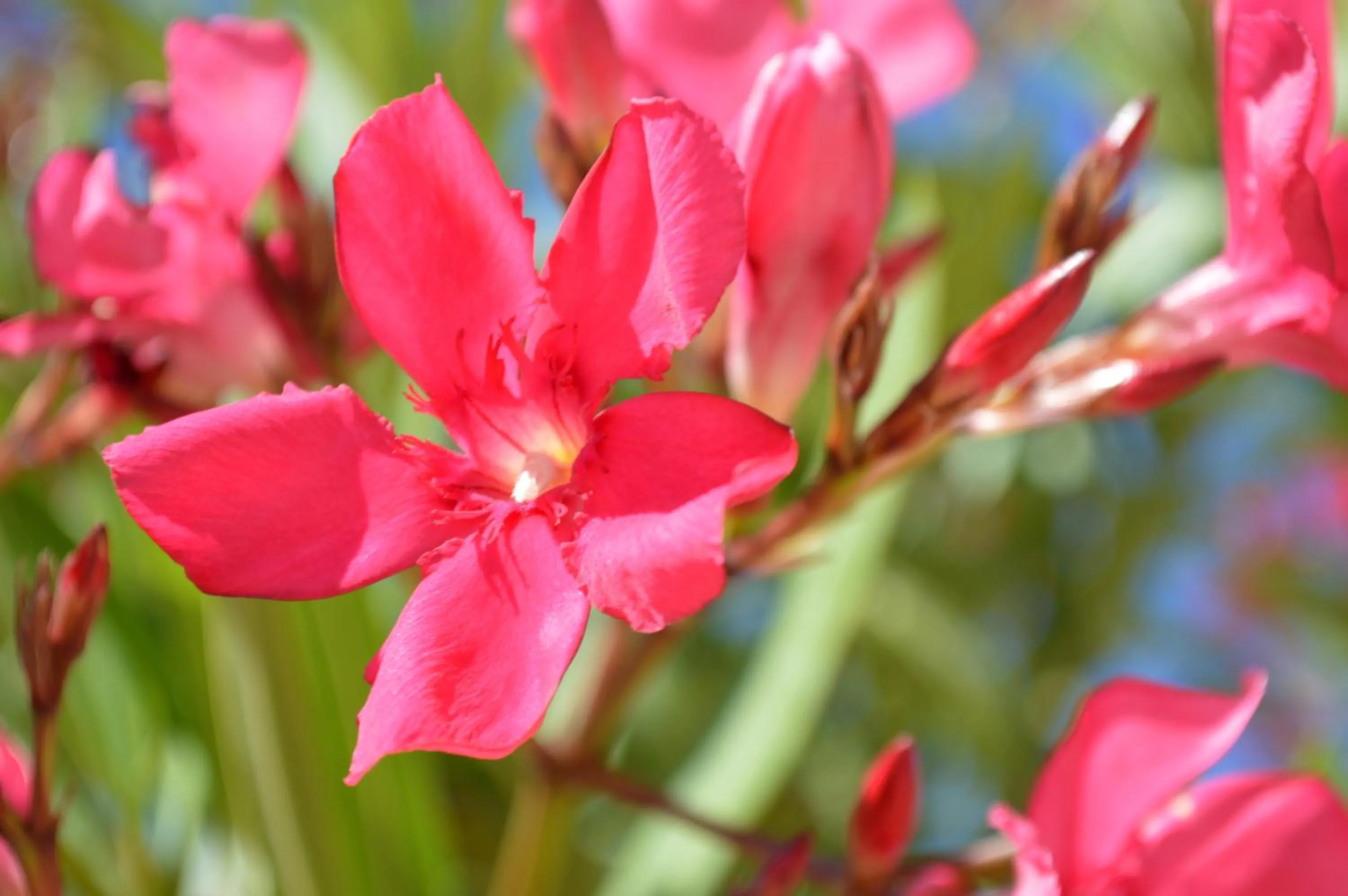 Garden in Résidence Saint Michel