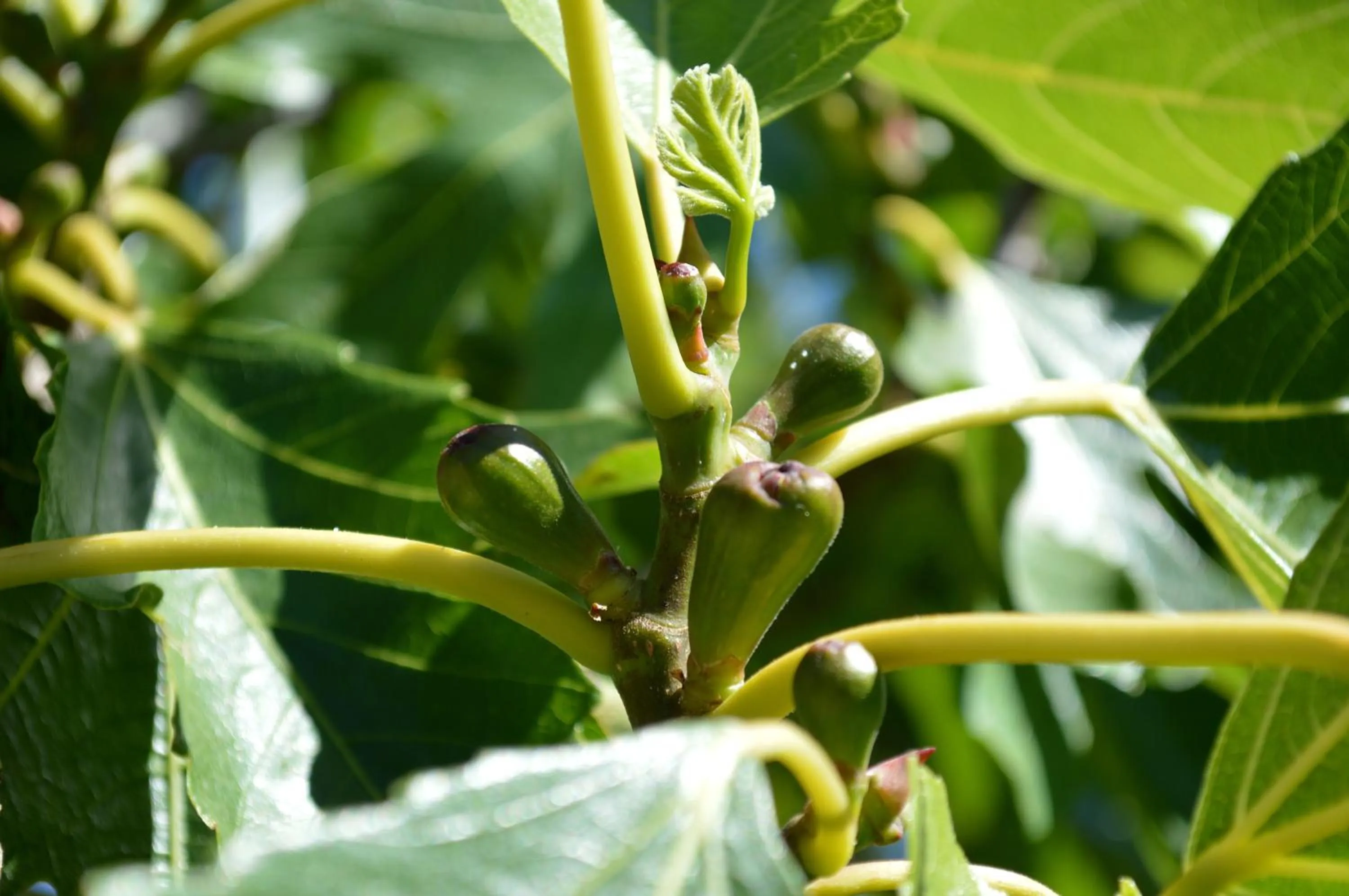 Garden in Résidence Saint Michel