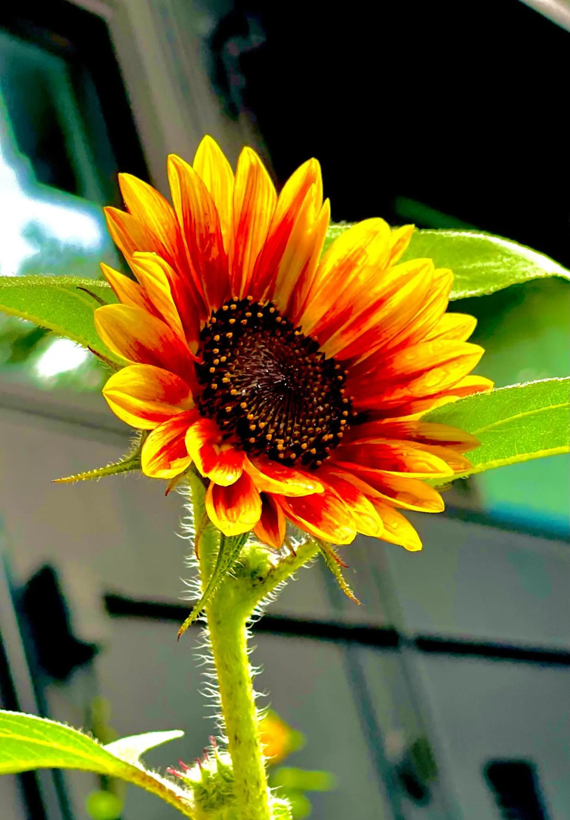Natural landscape in gran terrace Le Lien Hakone