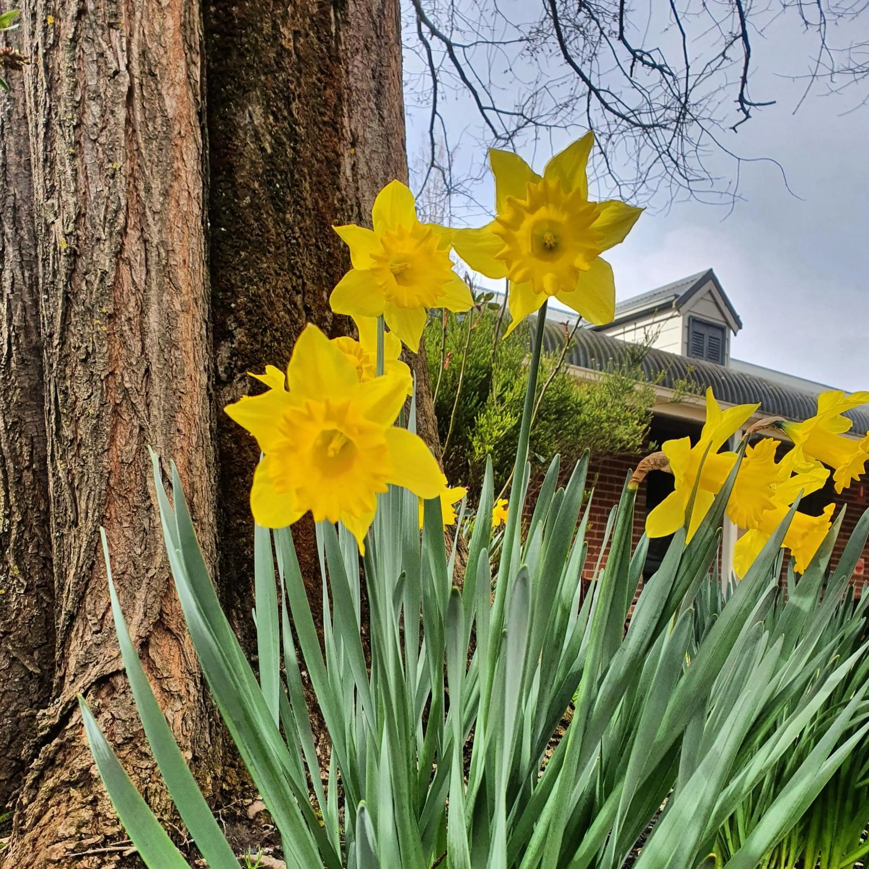 Garden in The Lancefield Lodge