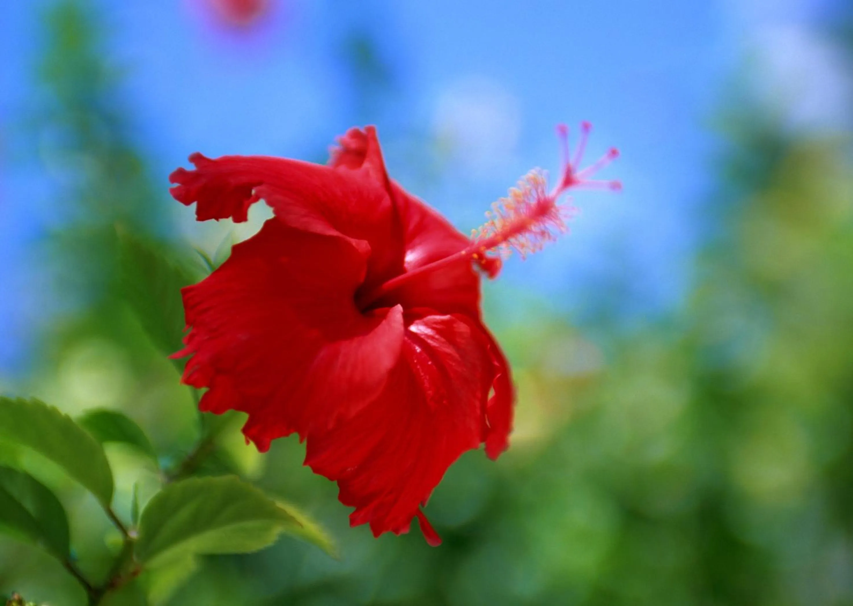 Other in Petit Resort Native Sea Amami