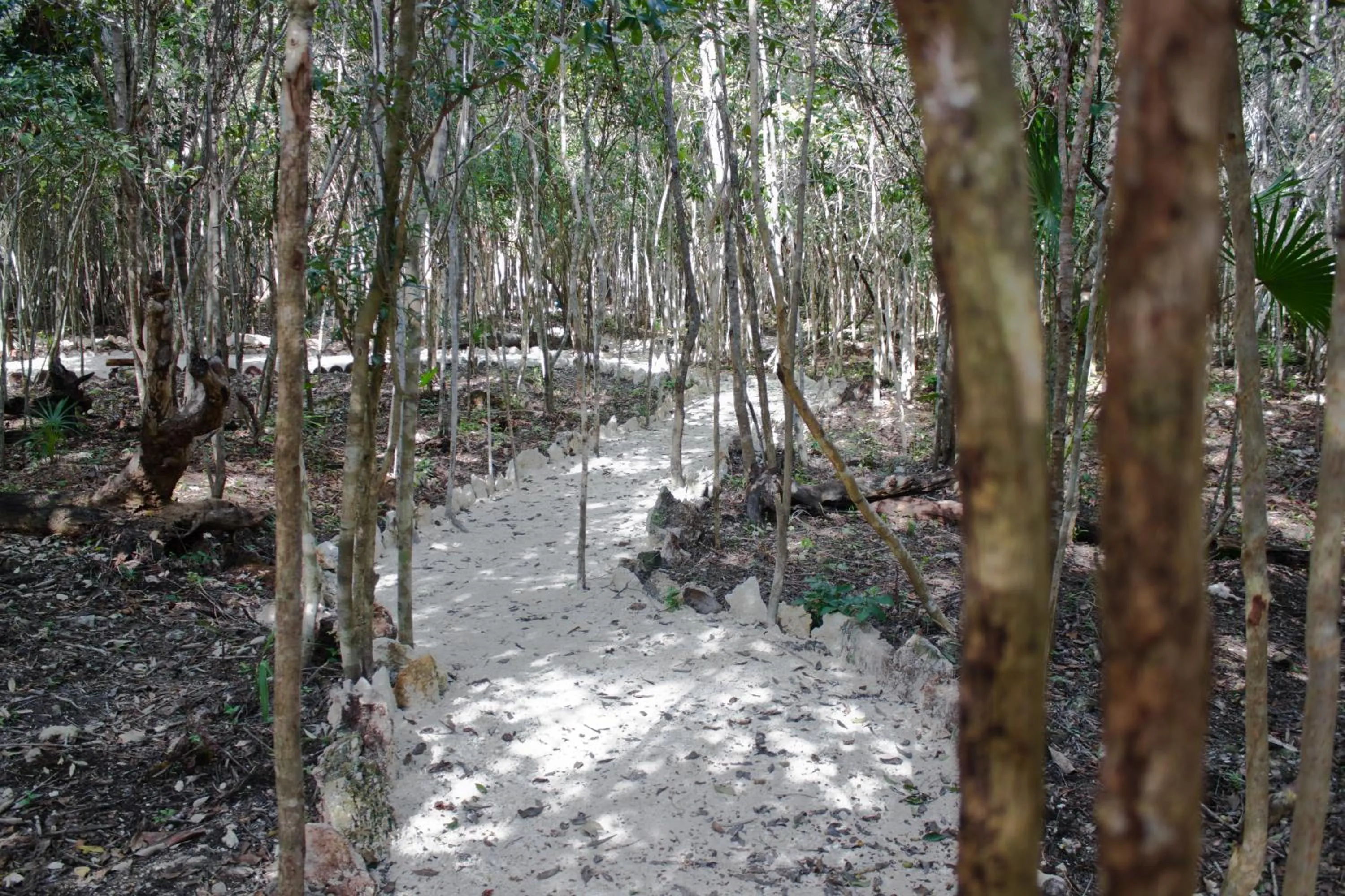 Natural landscape in Aldea Maya-Ha Cabañas con cenotes
