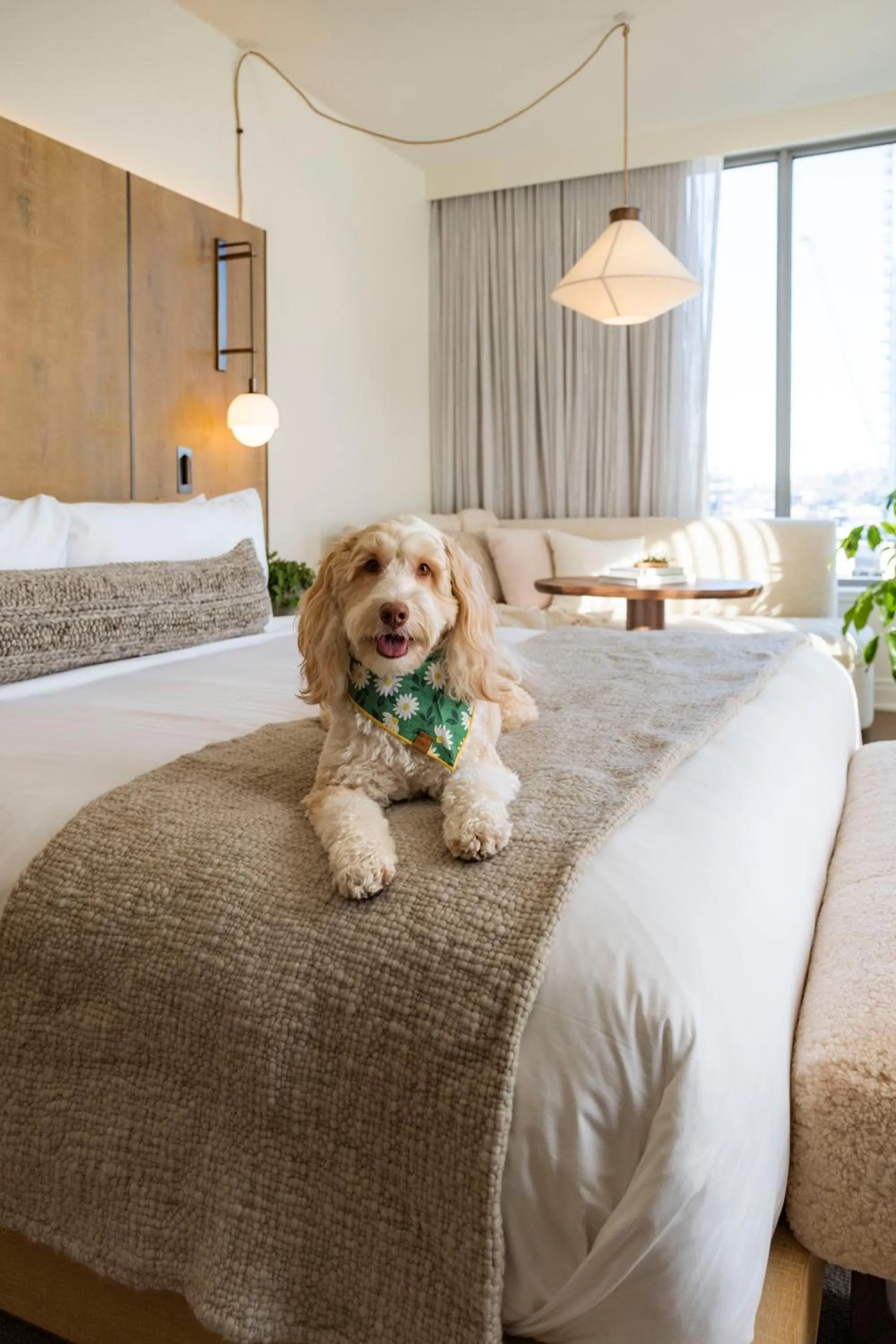 Pets, Bed in 1 Hotel Seattle