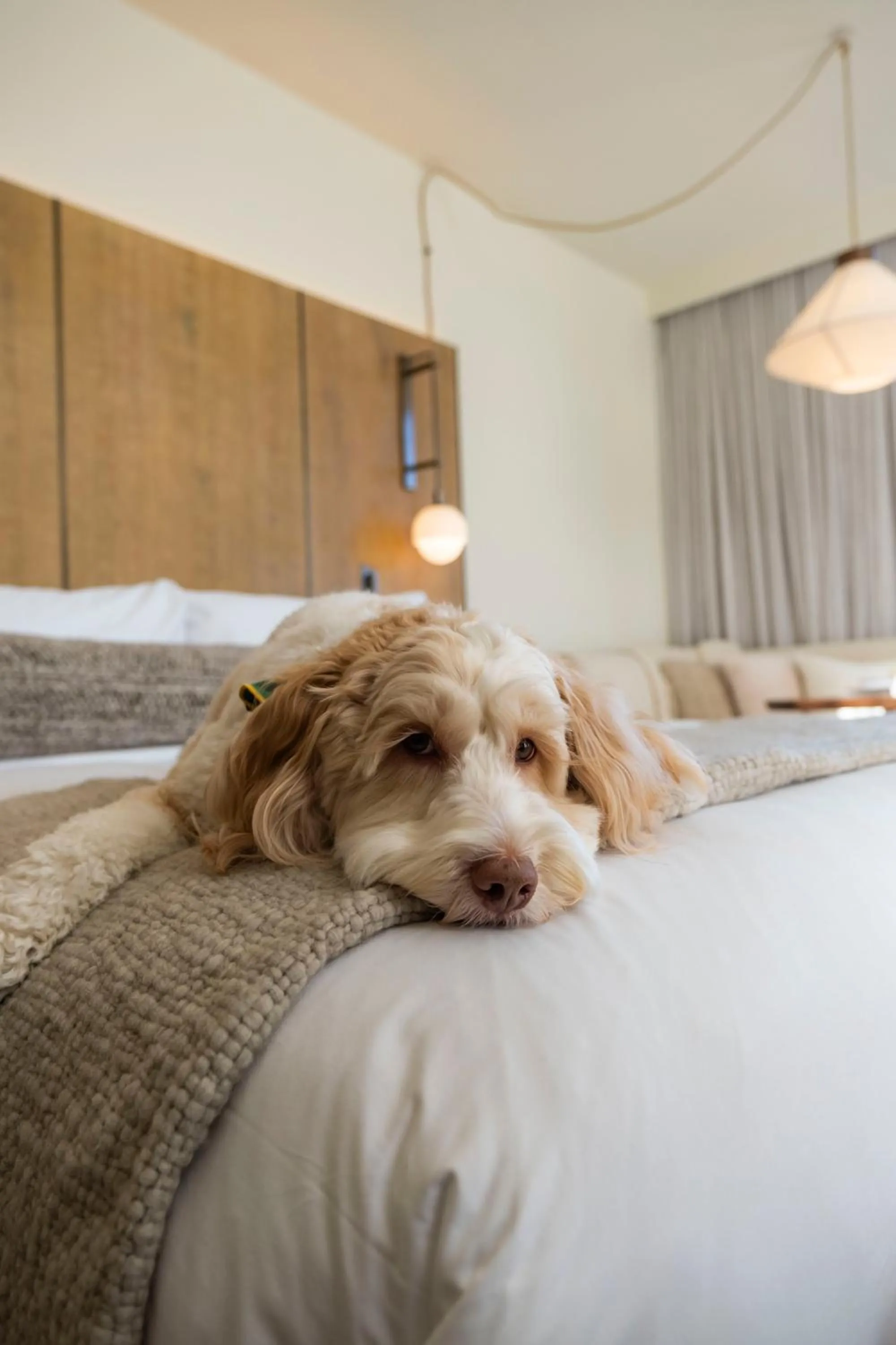 Pets, Bed in 1 Hotel Seattle