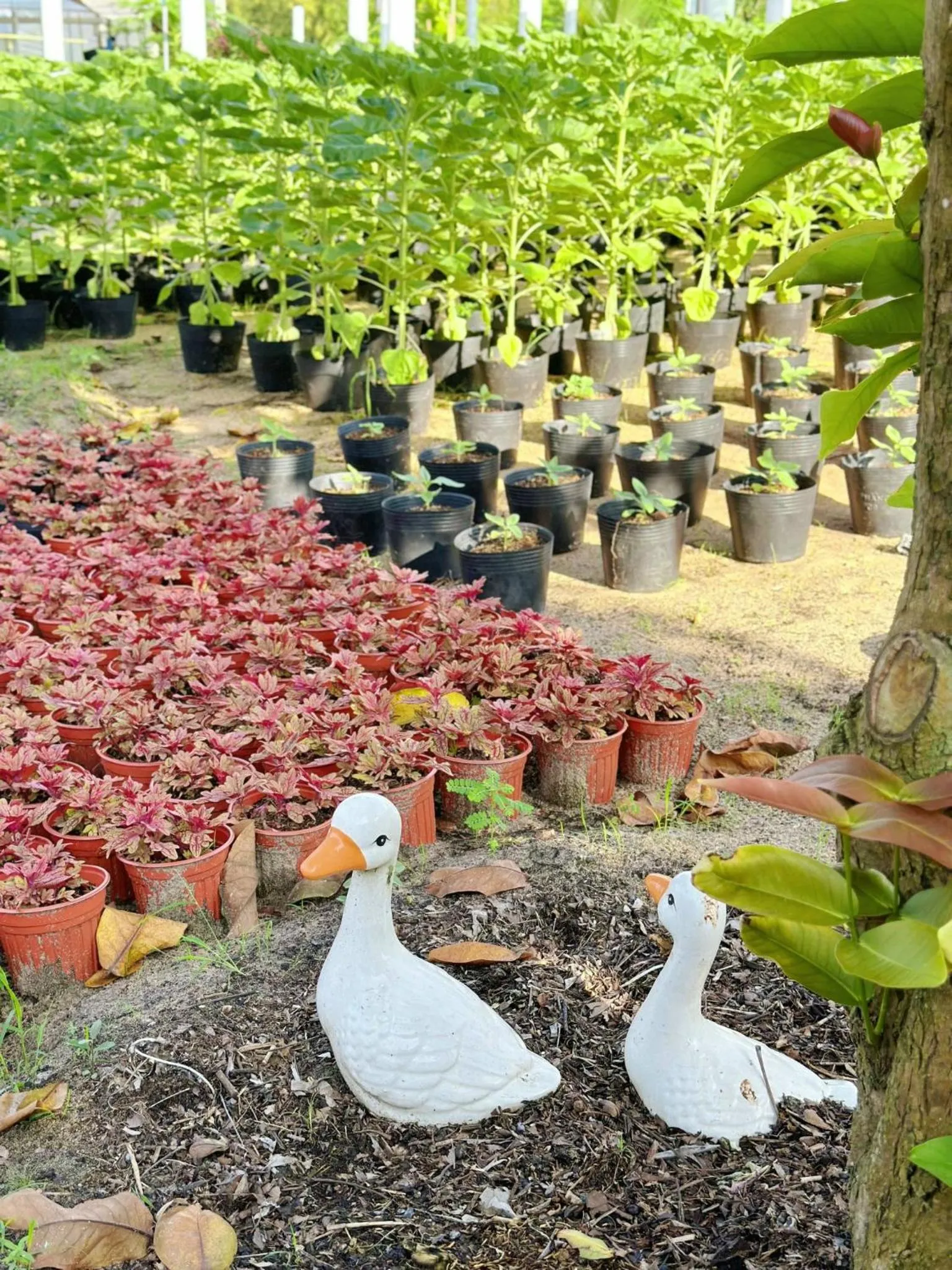 Property building in Carmelina Beach Resort Ho Tram