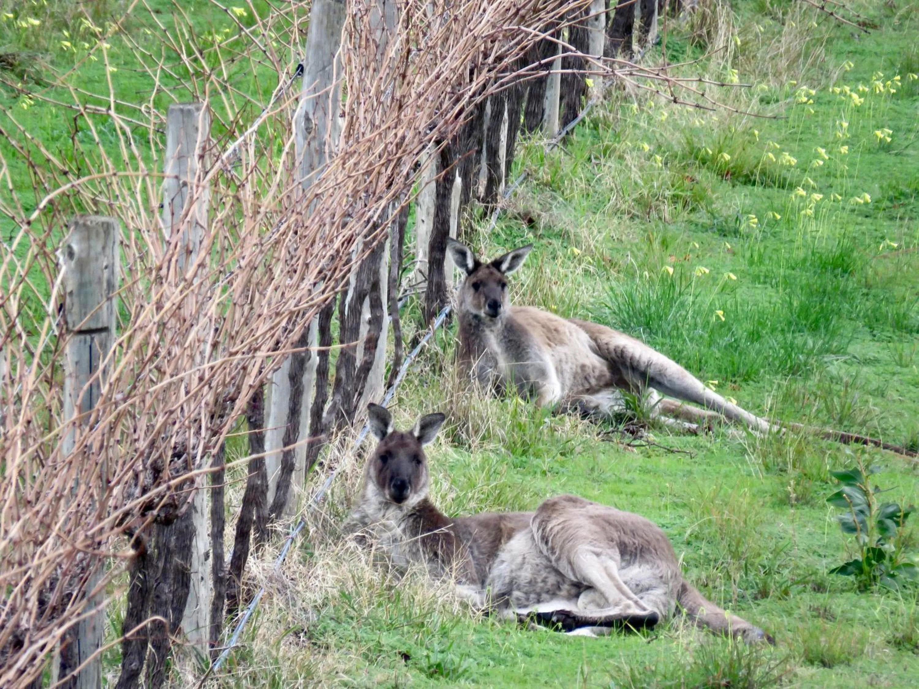View (from property/room) in Hotel California Road at Inkwell Wines