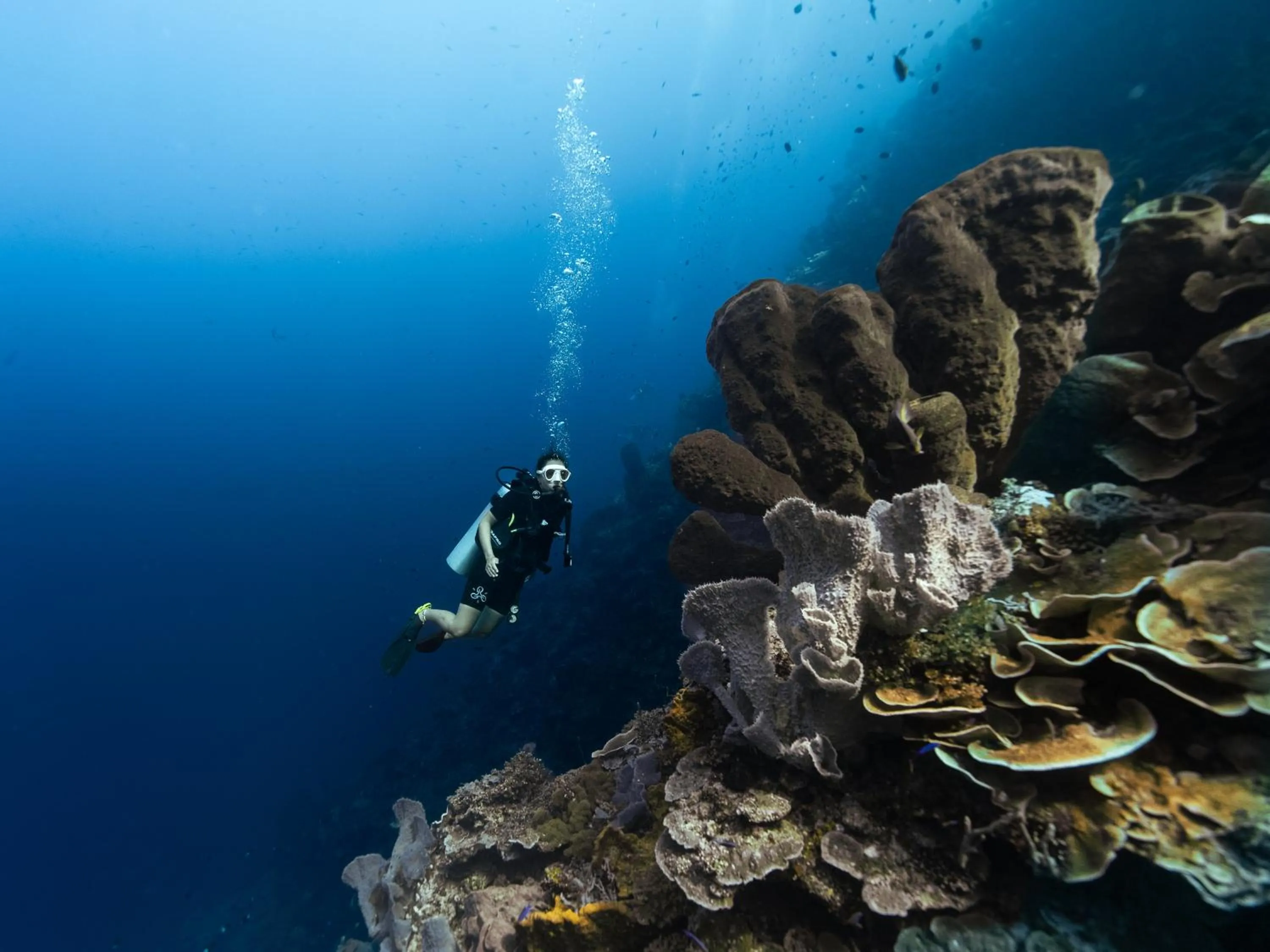 Reconnect - Private Island Resort & Dive Center Togean - Buka Buka Island