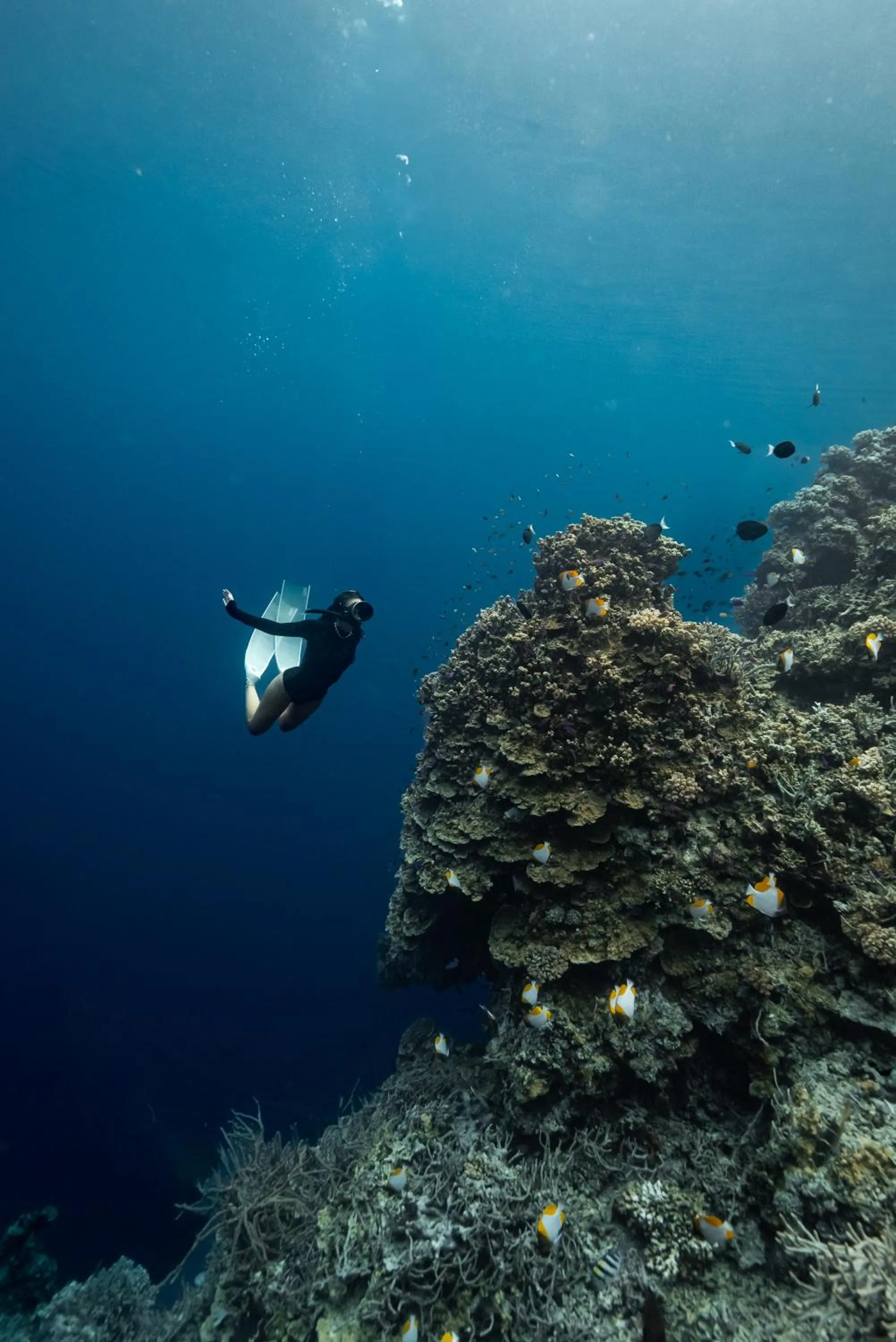 Reconnect - Private Island Resort & Dive Center Togean - Buka Buka Island