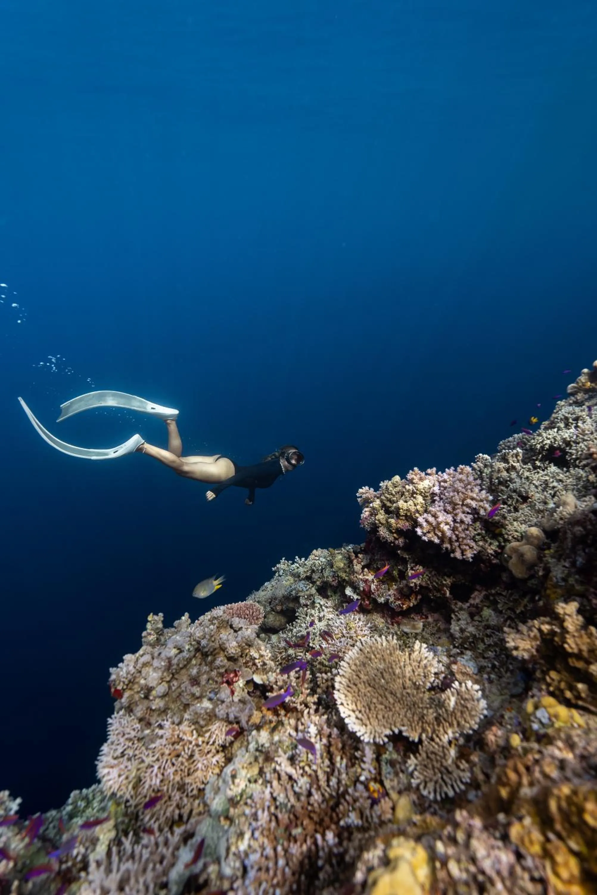 Reconnect - Private Island Resort & Dive Center Togean - Buka Buka Island