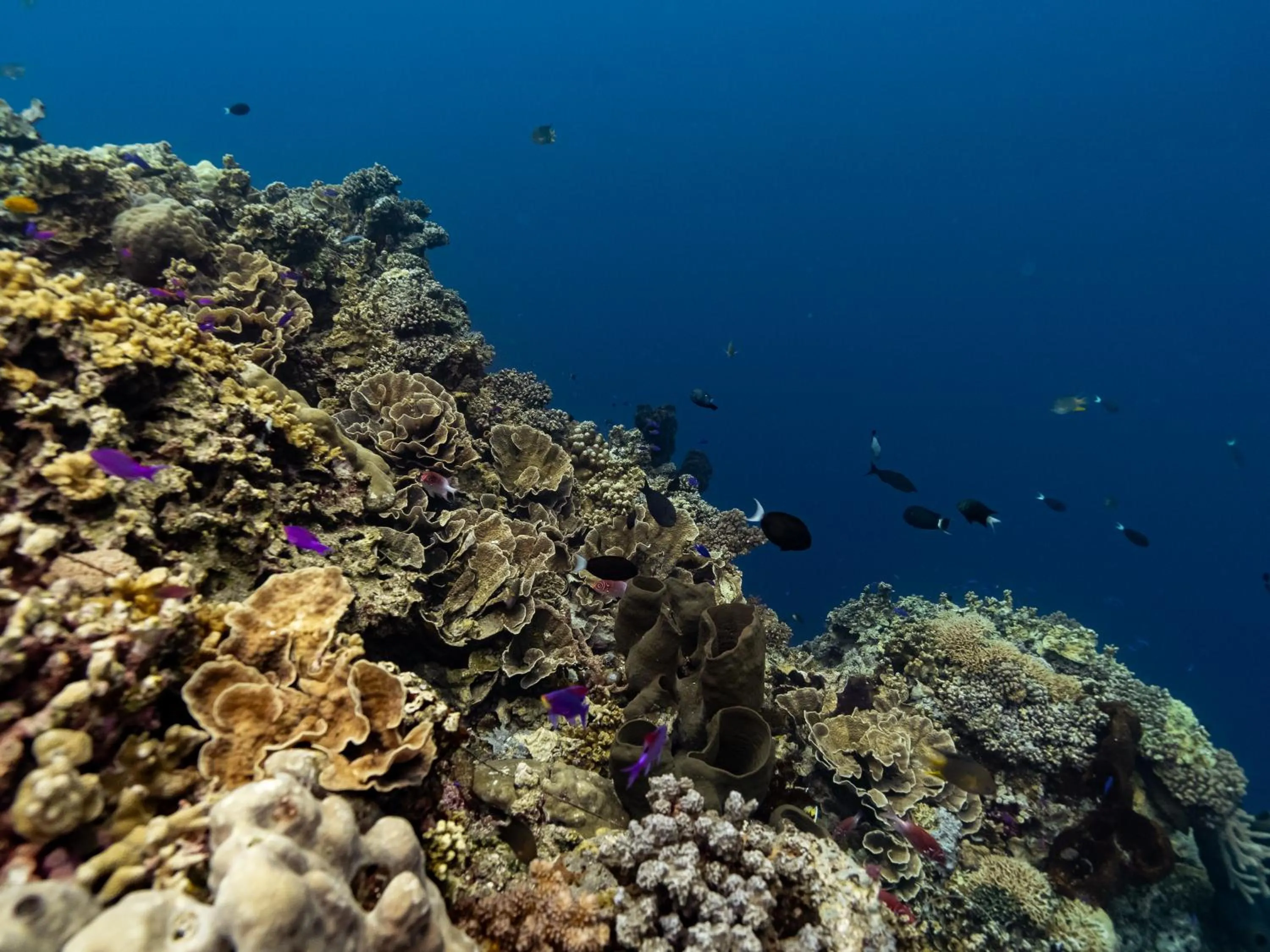 Reconnect - Private Island Resort & Dive Center Togean - Buka Buka Island