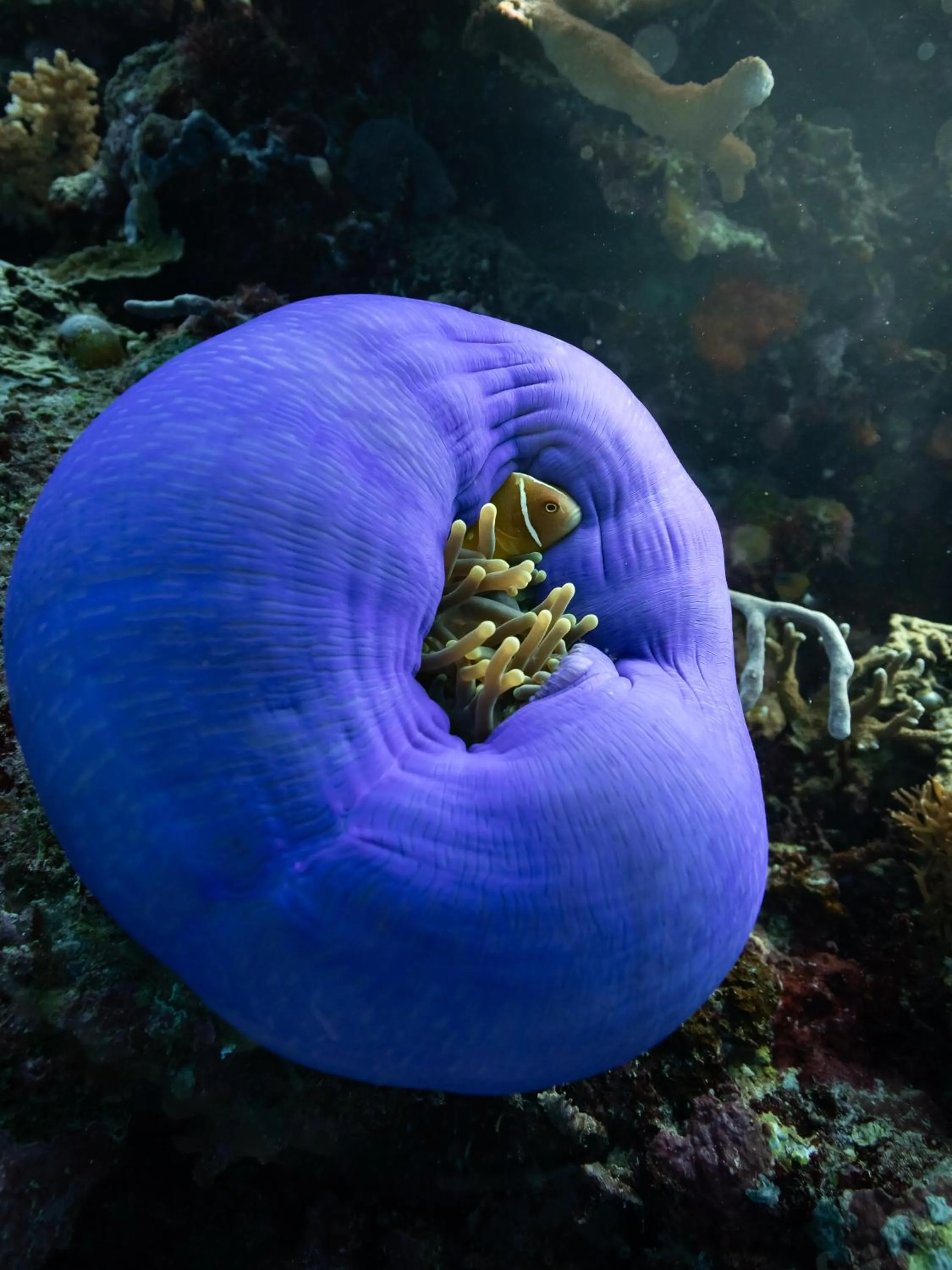 Reconnect - Private Island Resort & Dive Center Togean - Buka Buka Island