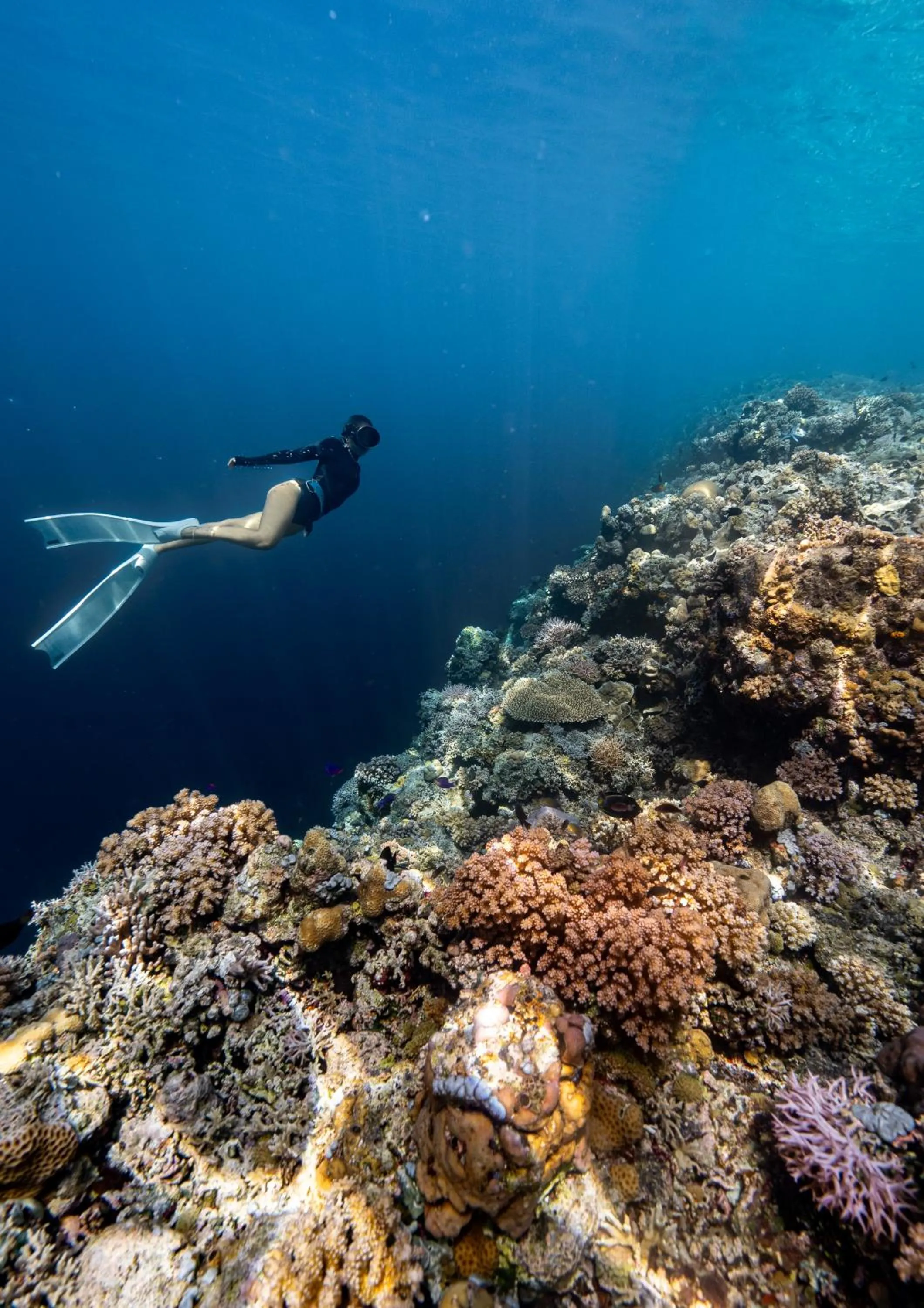 Reconnect - Private Island Resort & Dive Center Togean - Buka Buka Island