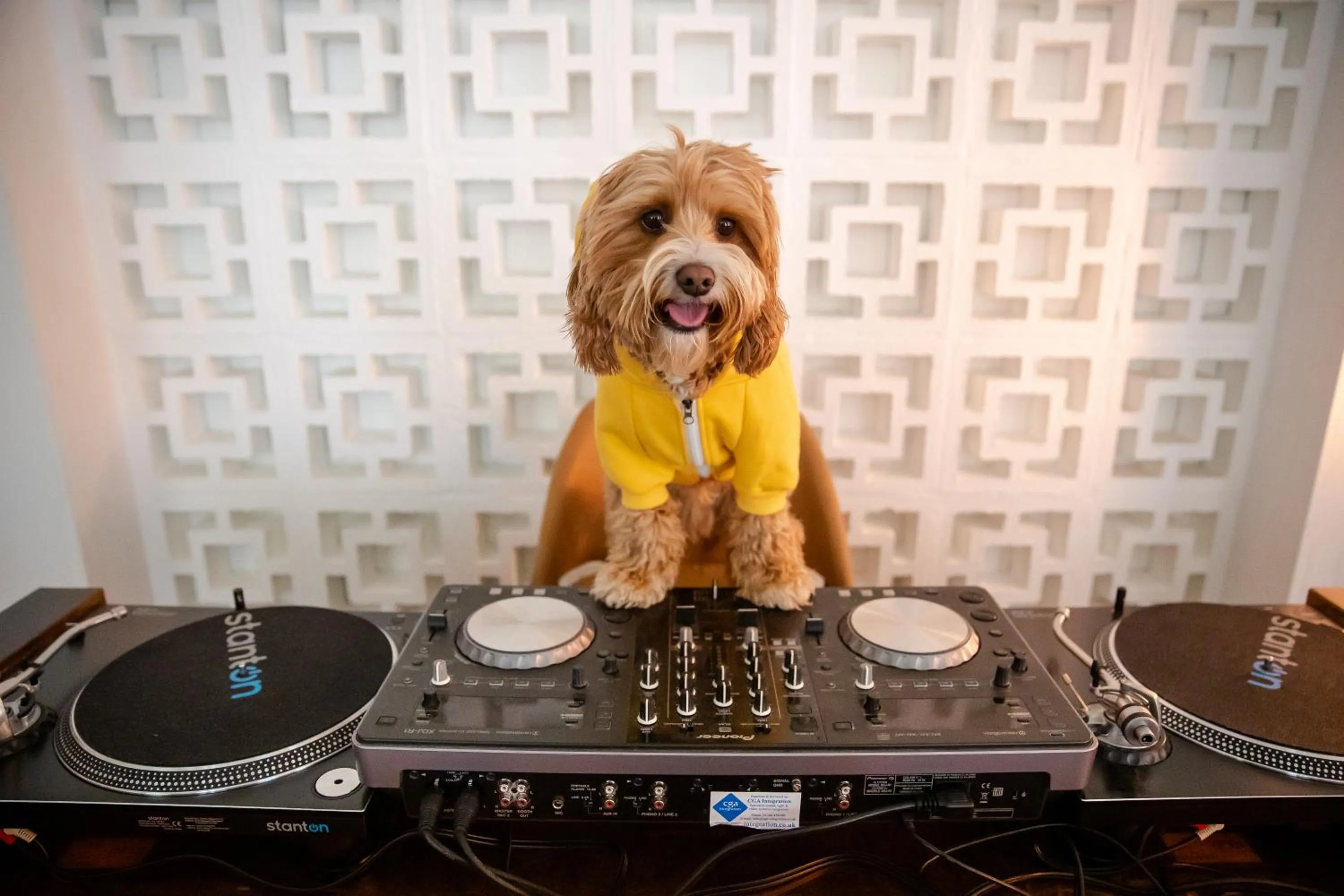 Pets in Hart Shoreditch Hotel London, Curio Collection by Hilton