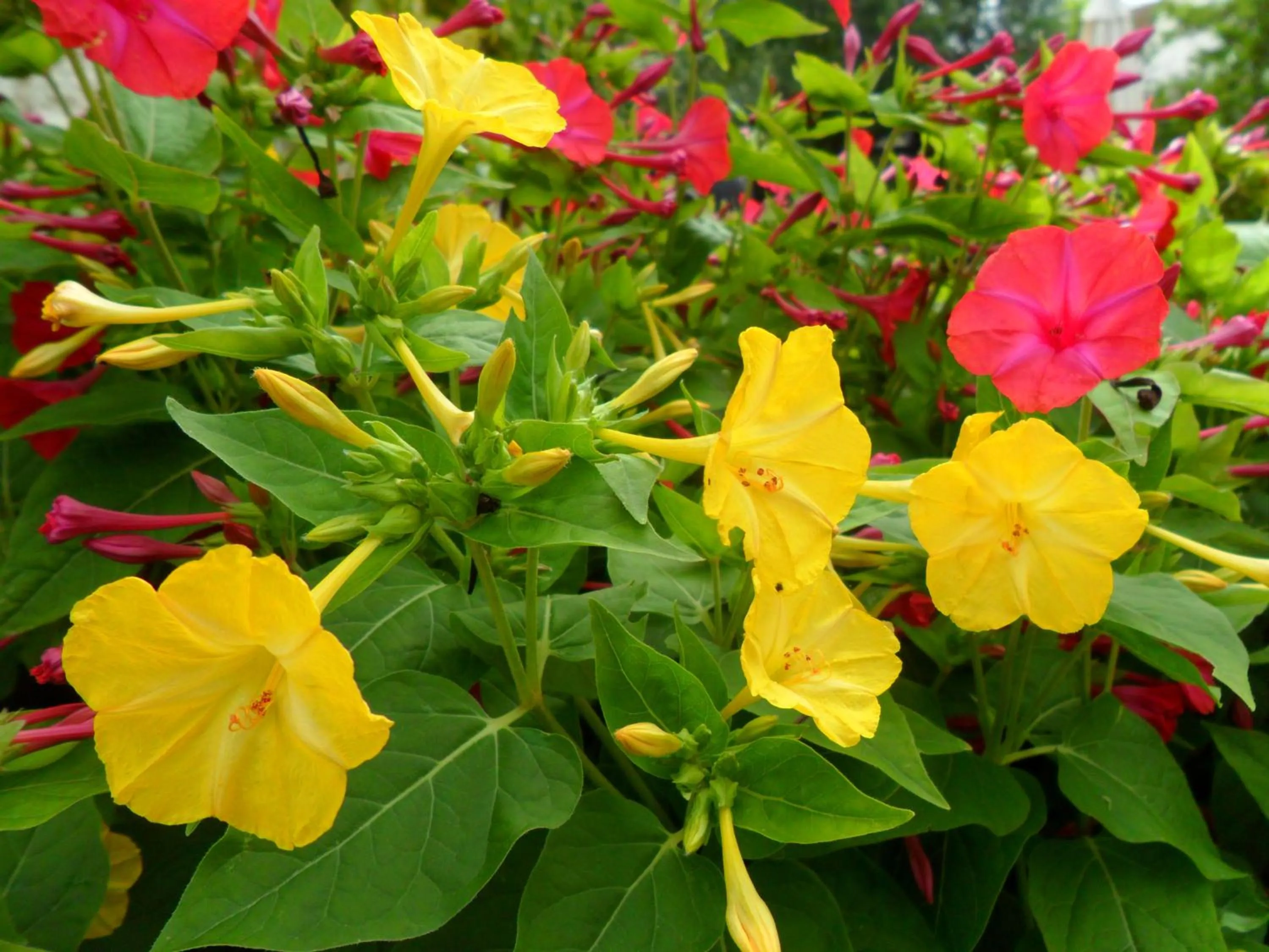 Garden in Chambres d'Hôtes La Turone