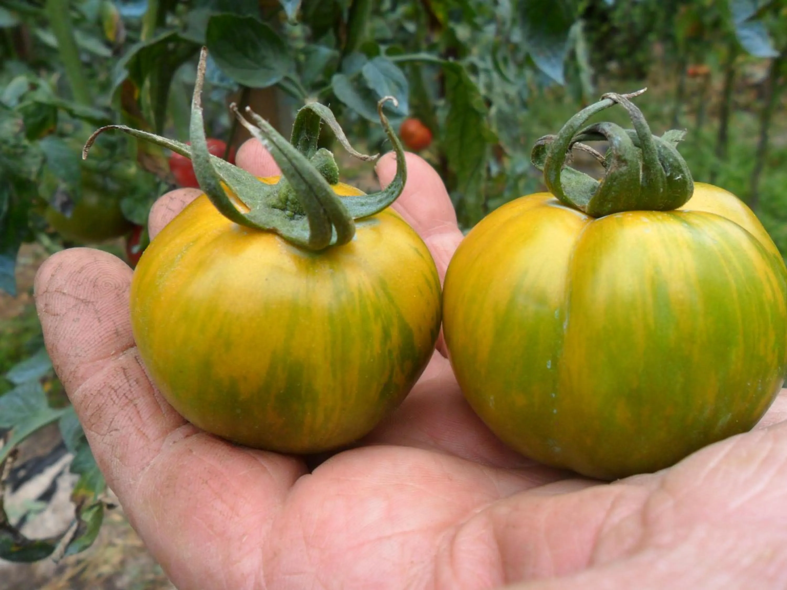 Garden in Chambres d'Hôtes La Turone