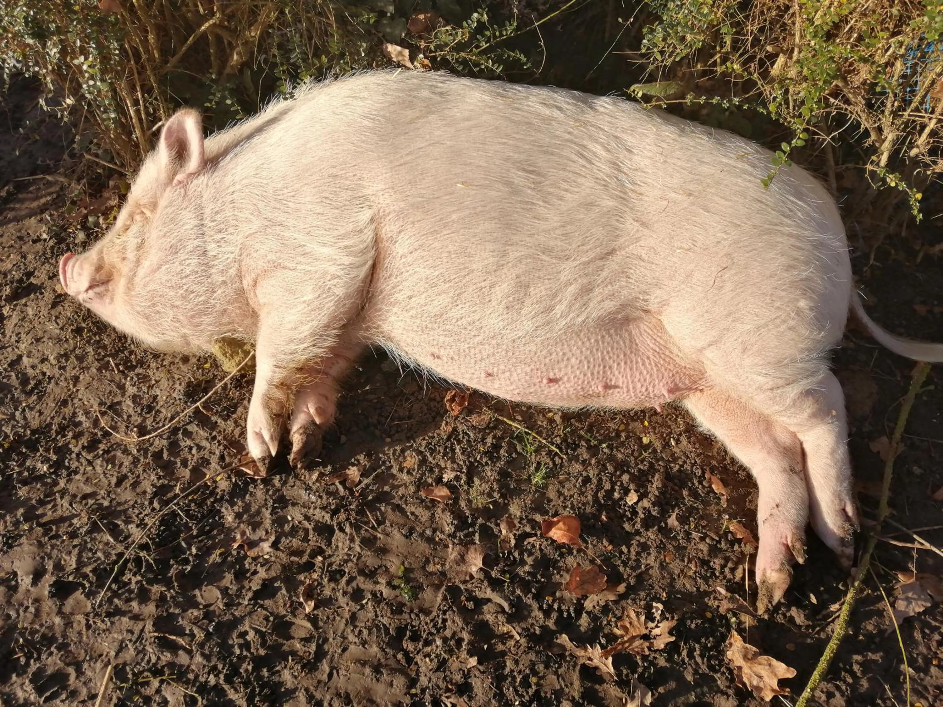 Chambres d'Hôtes La Turone