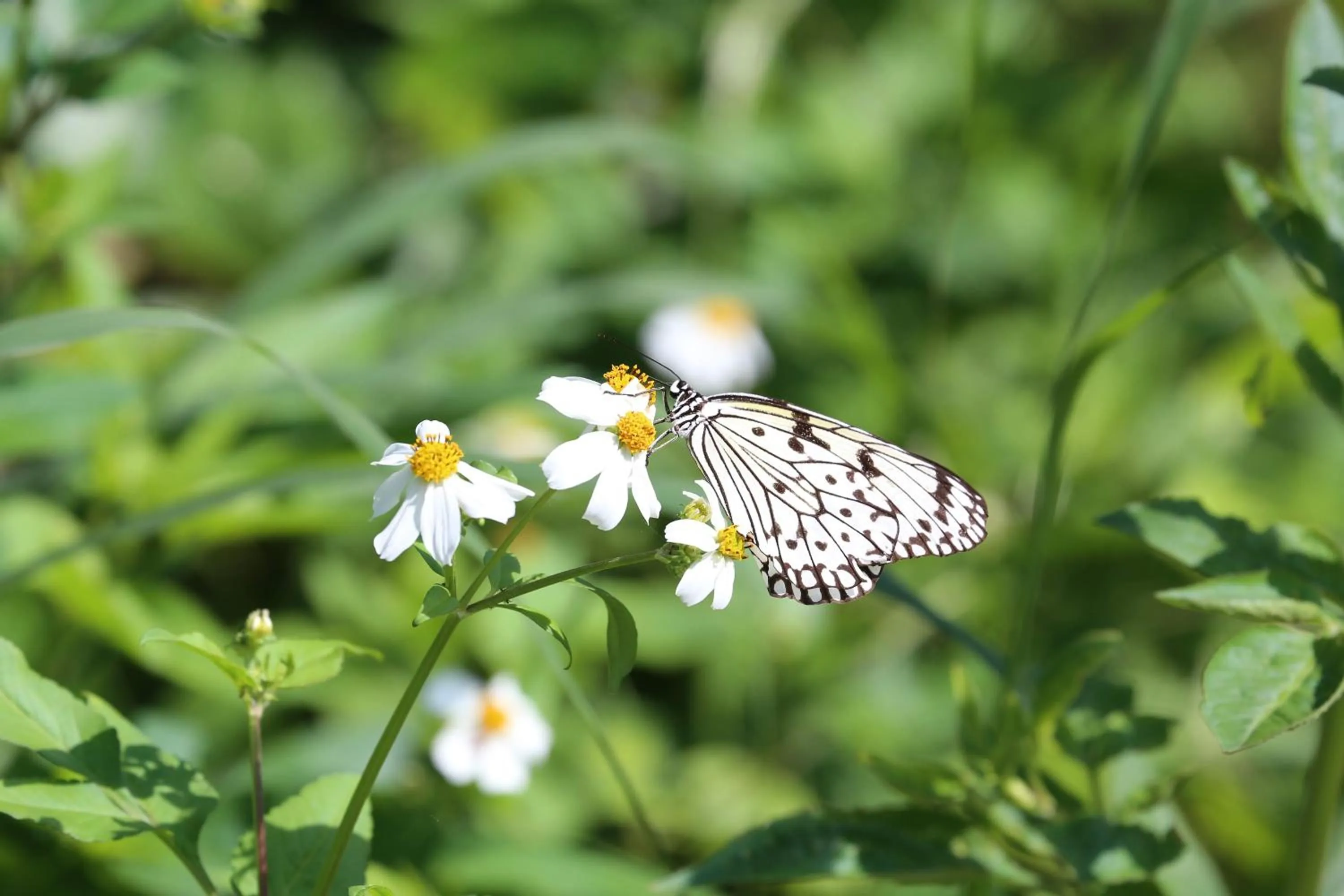 Animals in Blue Ocean Resort